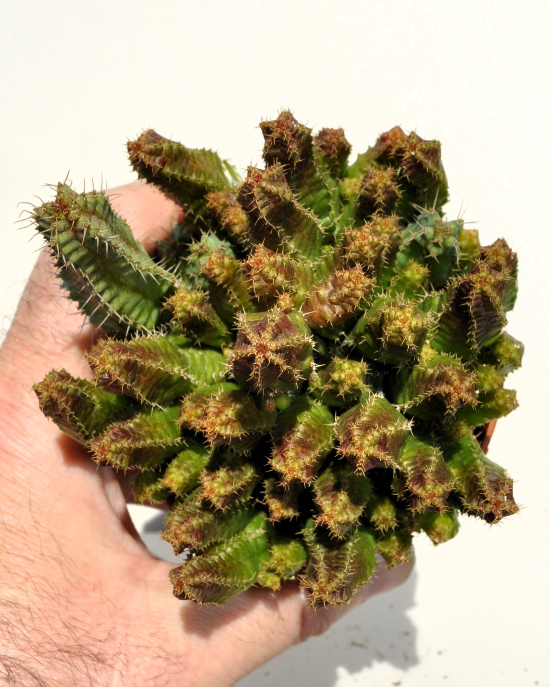 Euphorbia cf. pitica - 6
