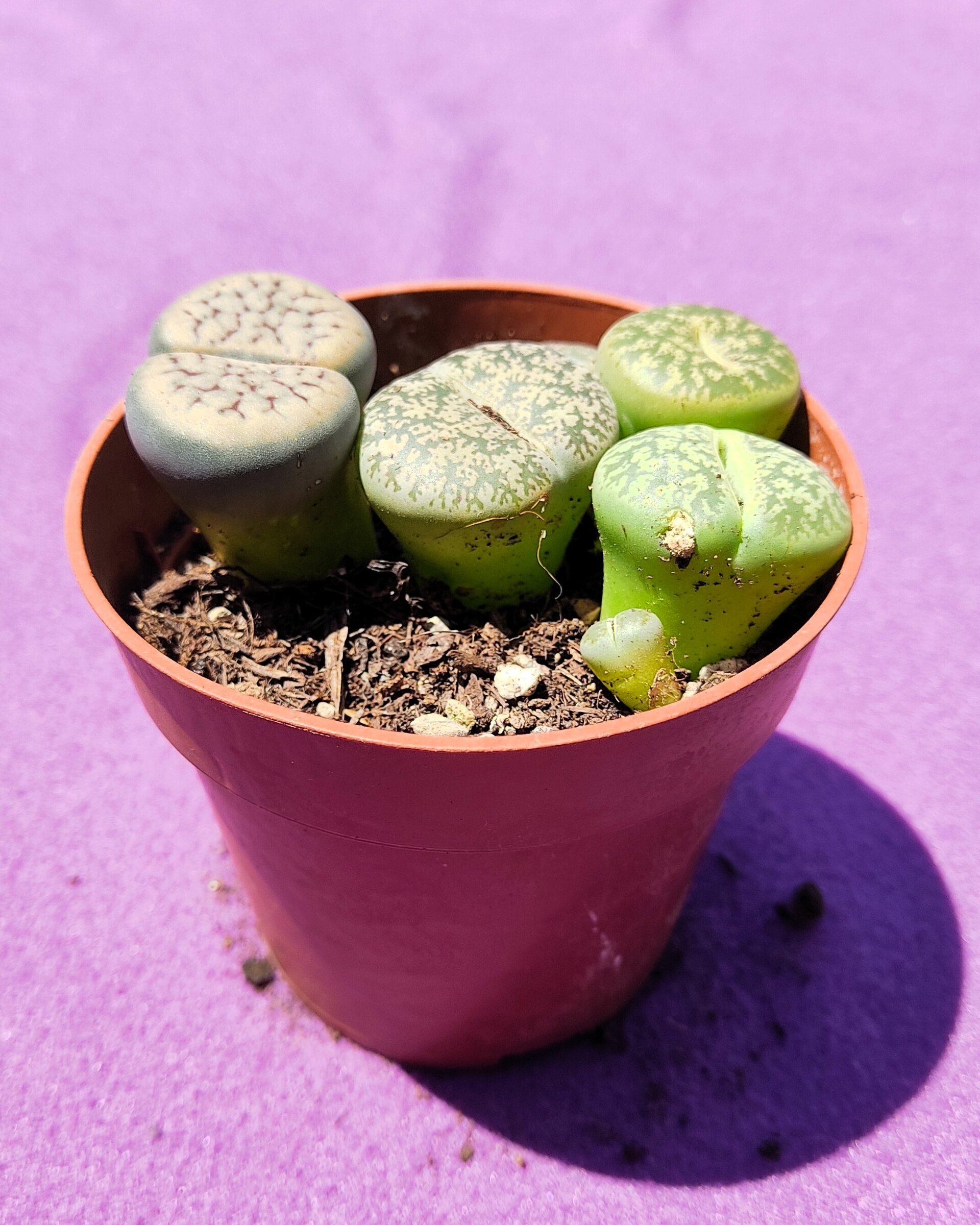 Lithops spp. M8.5 [Mix] (planta piedra, piedra viva) - 3