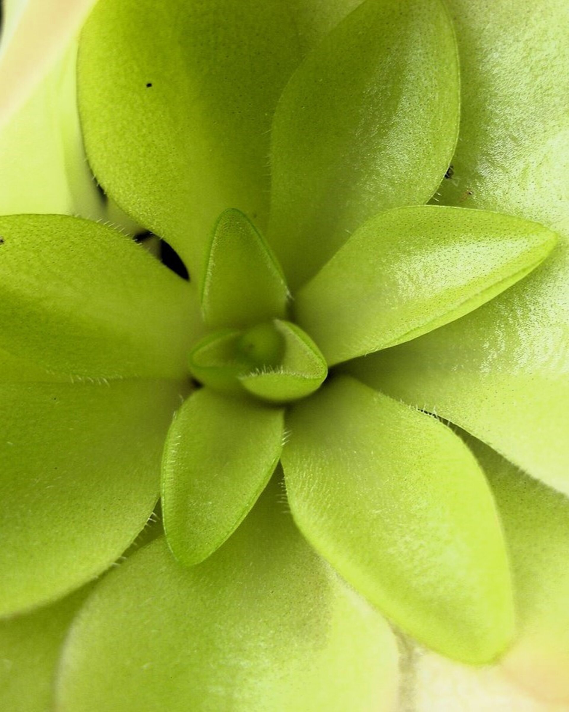 Lote Plantas Carnívoras - 5 ejemplares (M5,5) - 4