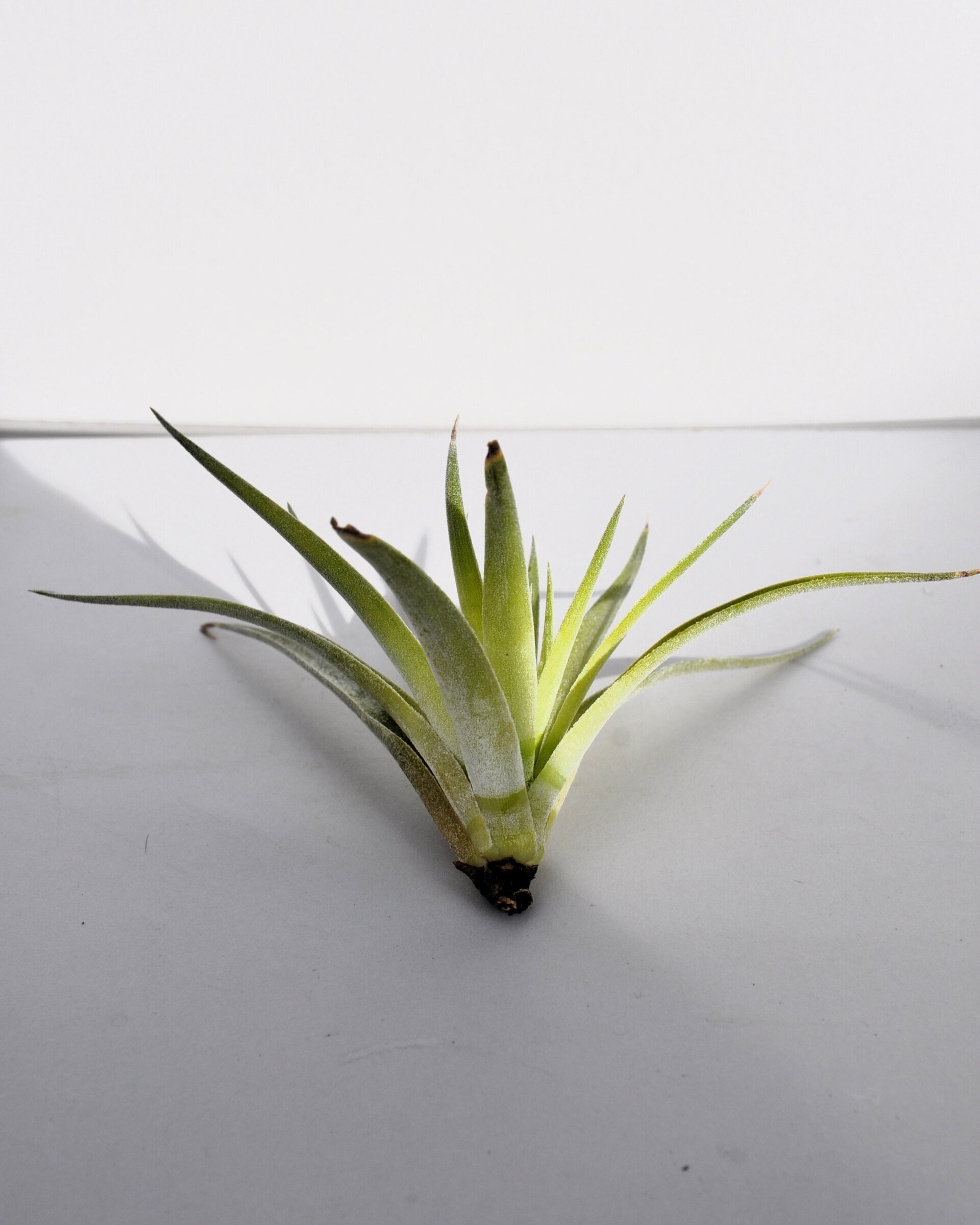 Tillandsia plagiotropica - 4
