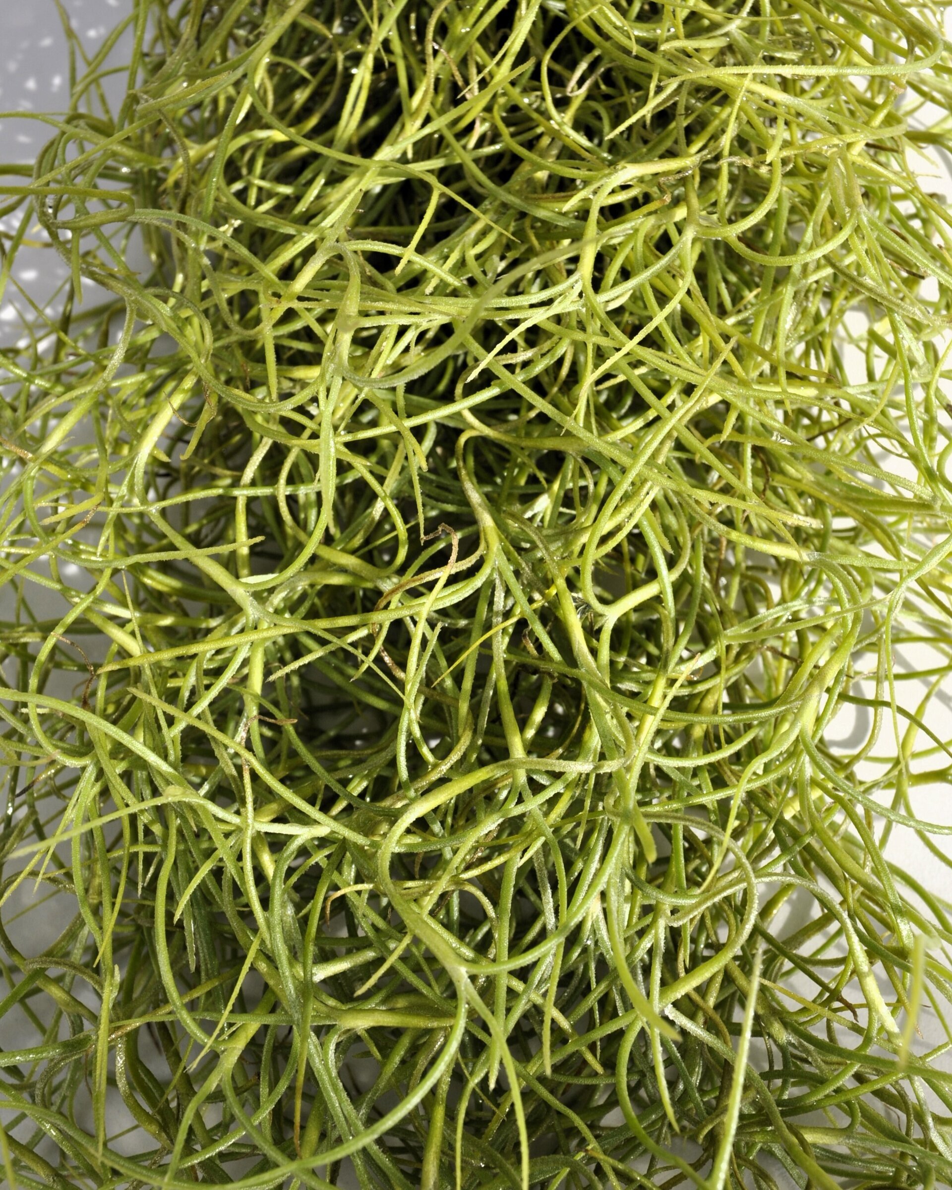 Tillandsia usneoides (standard) - 8