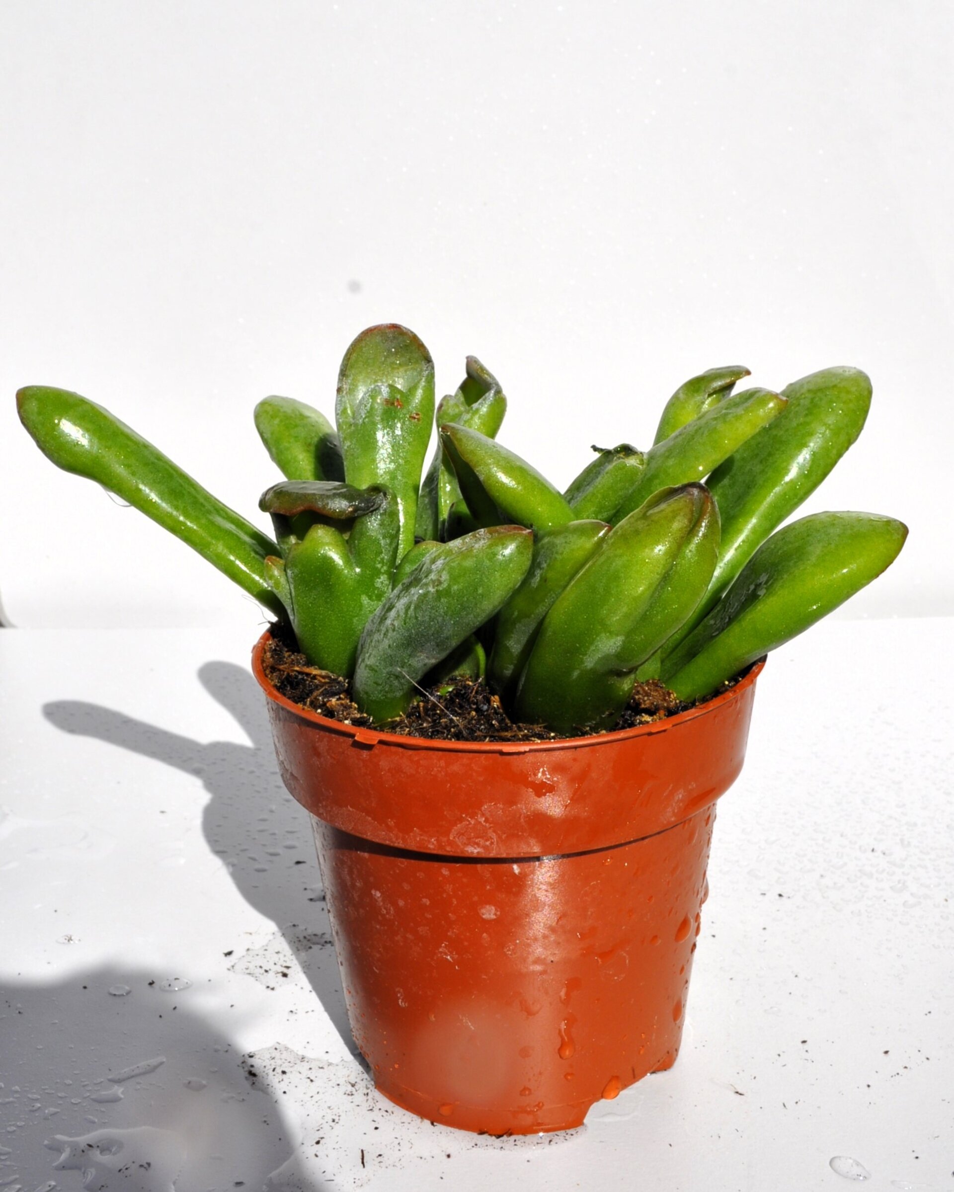 Crassula ovata 'Hobbit' - 5