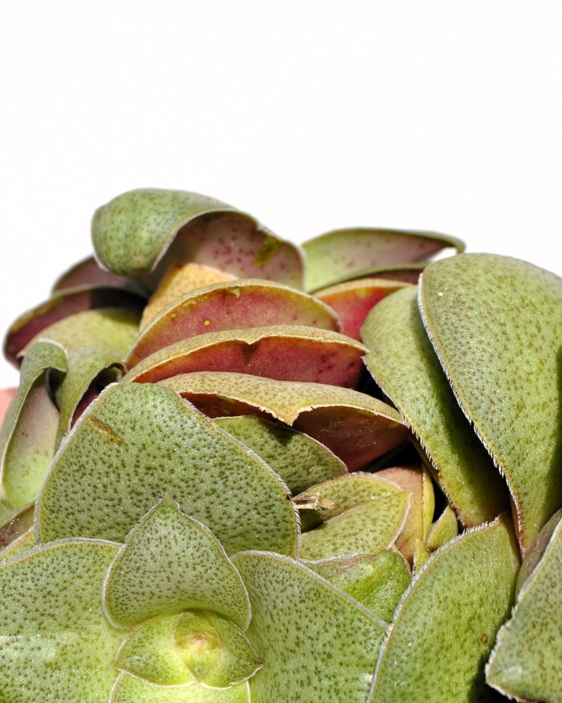 Crassula cf. hemisphaerica - 3