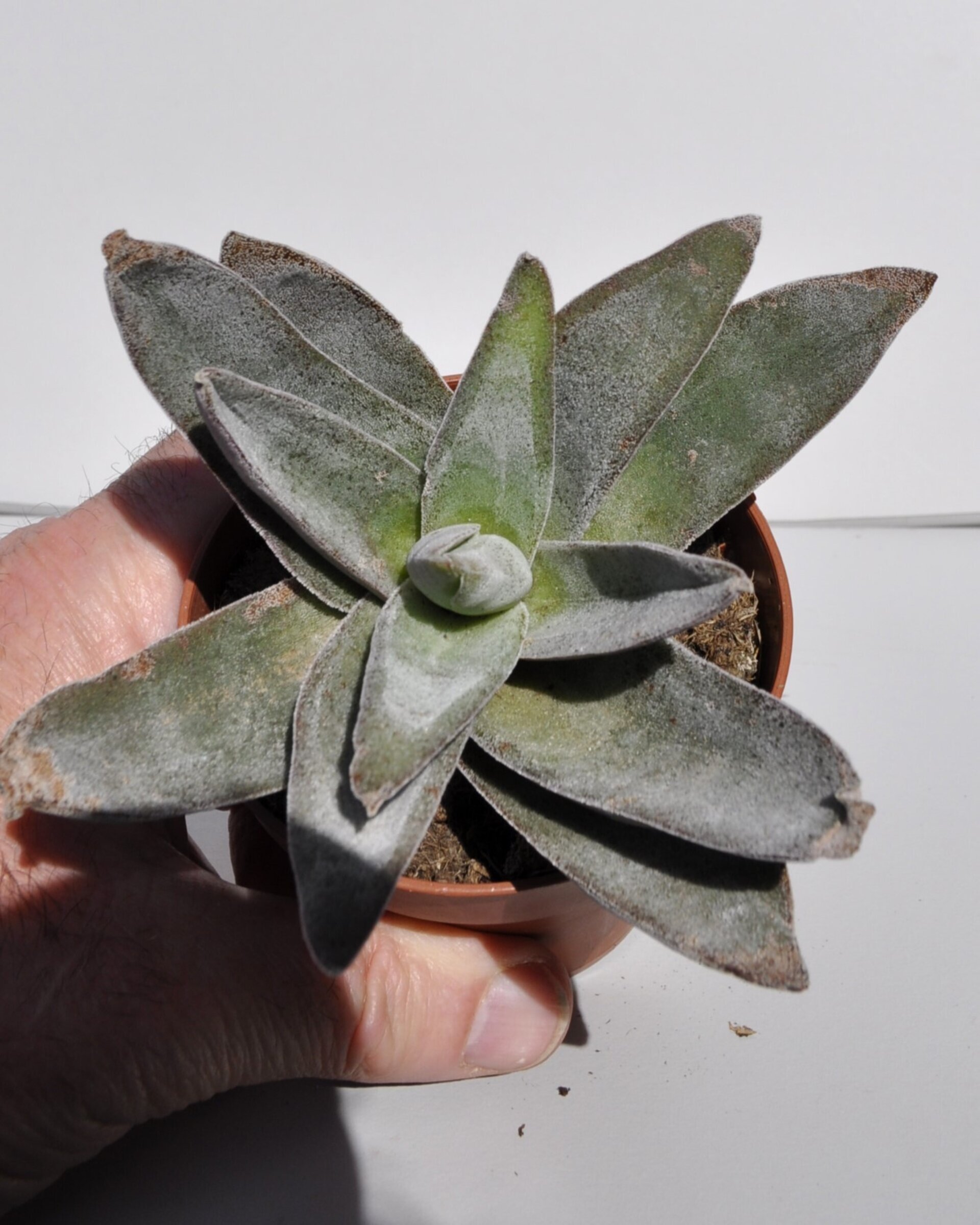 Crassula 'Garnet Lotus' - 3
