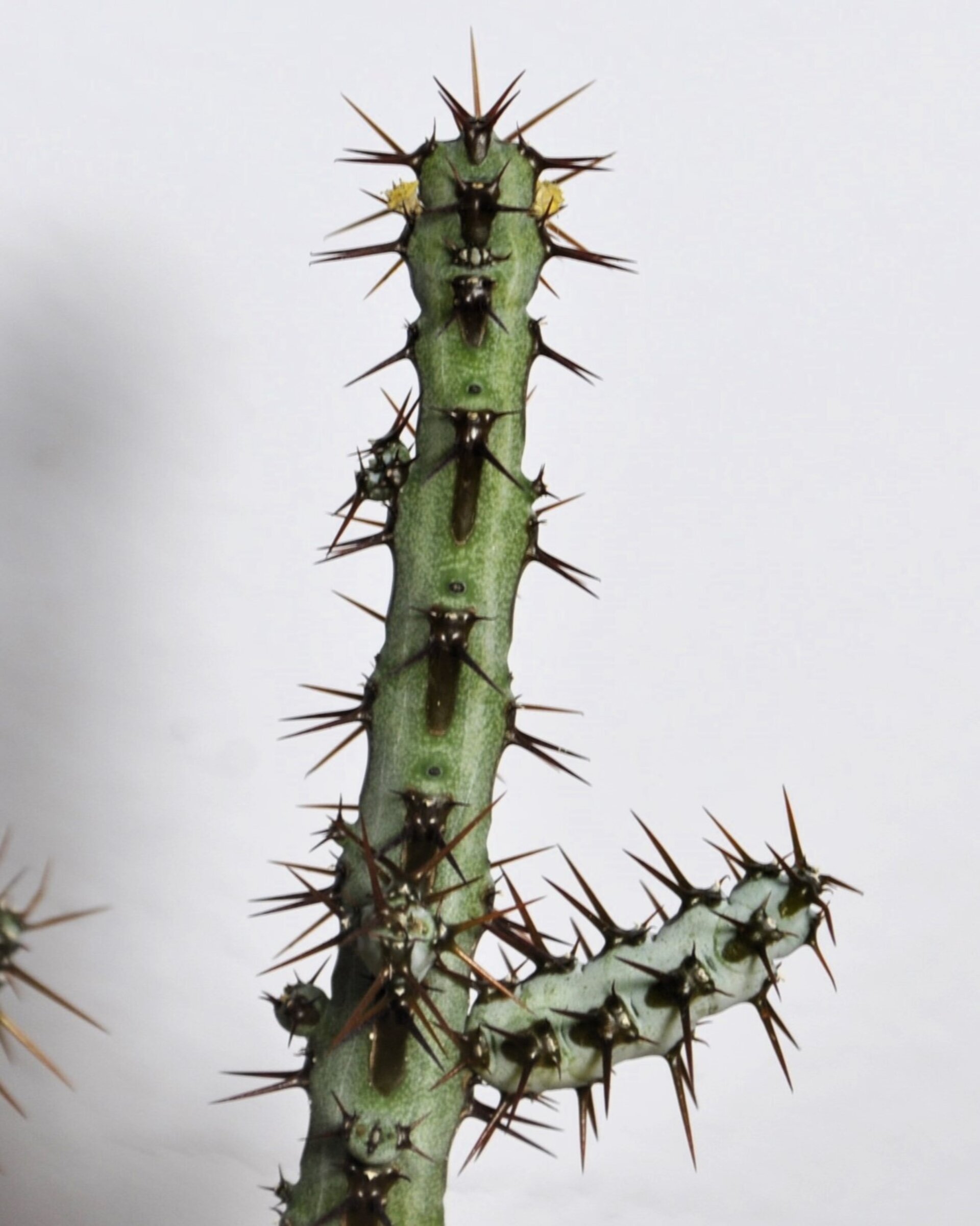 Euphorbia aeruginosa - 2