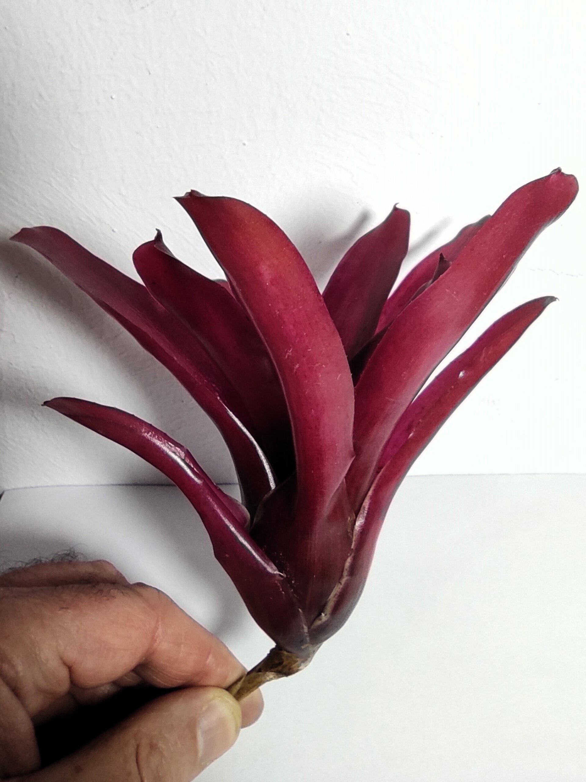Neoregelia 'Super Fireball' - 3
