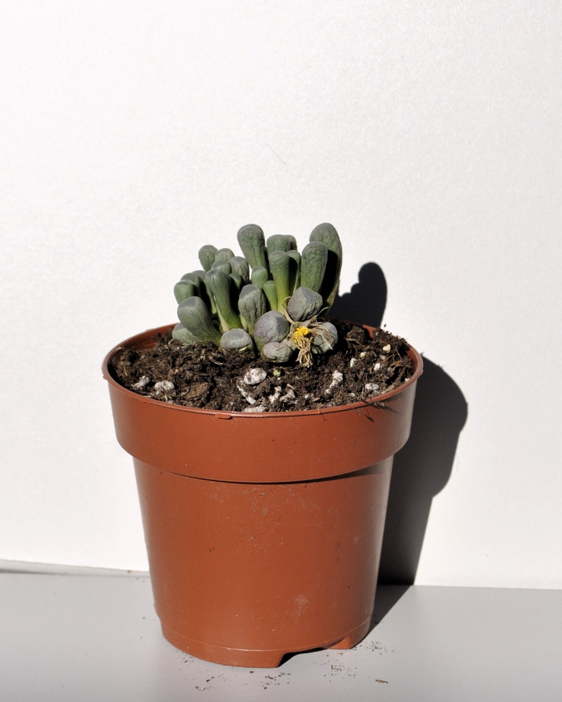 Fenestraria rhopalophylla (planta ventana) - 3