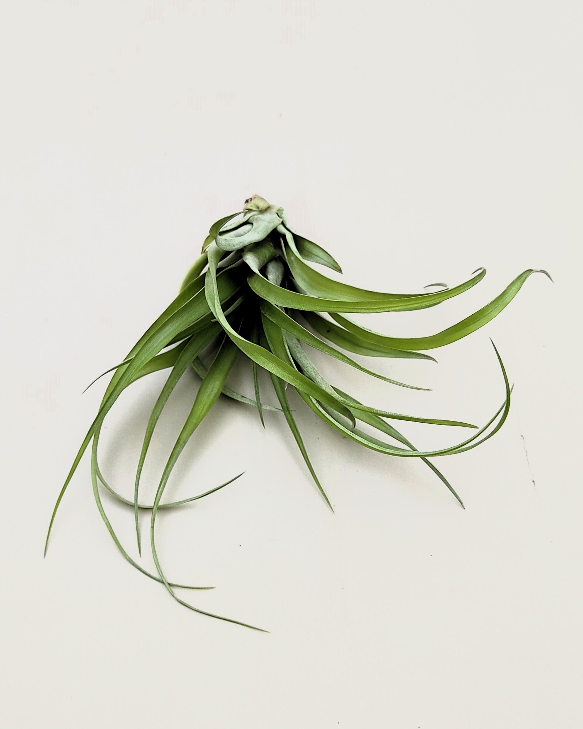 Tillandsia brachycaulos x flabellata - 4