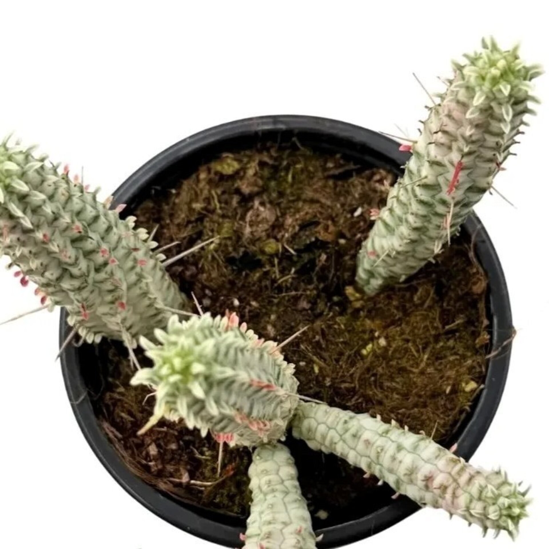 Euphorbia mammillaris 'Variegata' (mazorca de maíz variegada) - 2