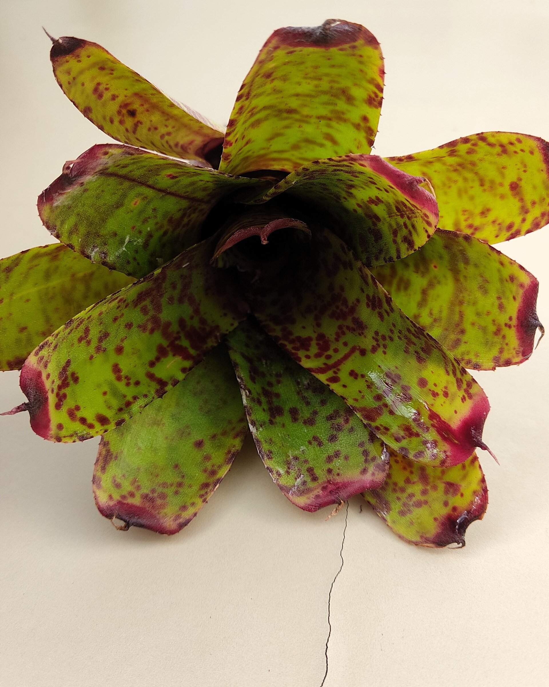Neoregelia 'Guinea' - 2