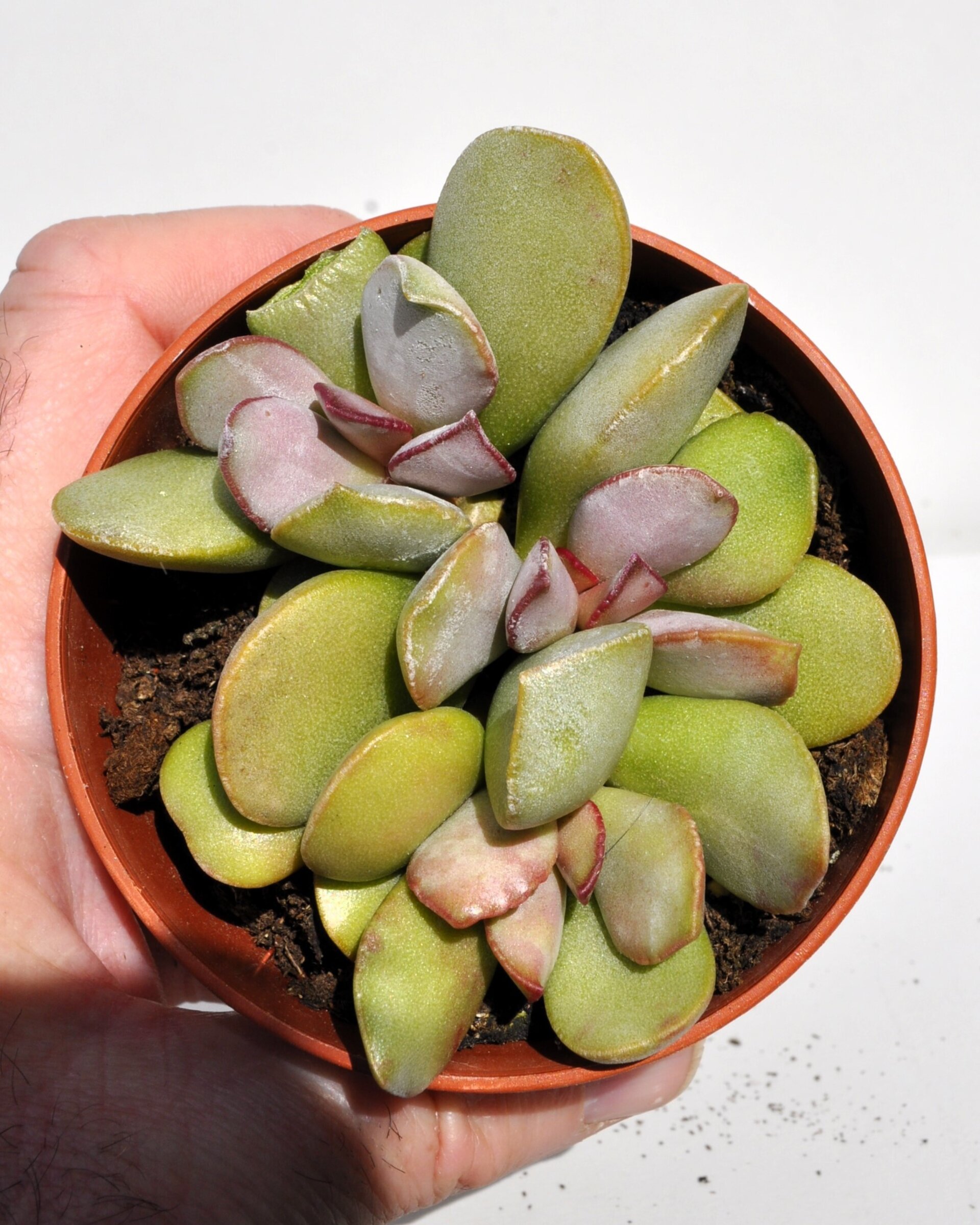 Adromischus cf. liebenbergii - 6