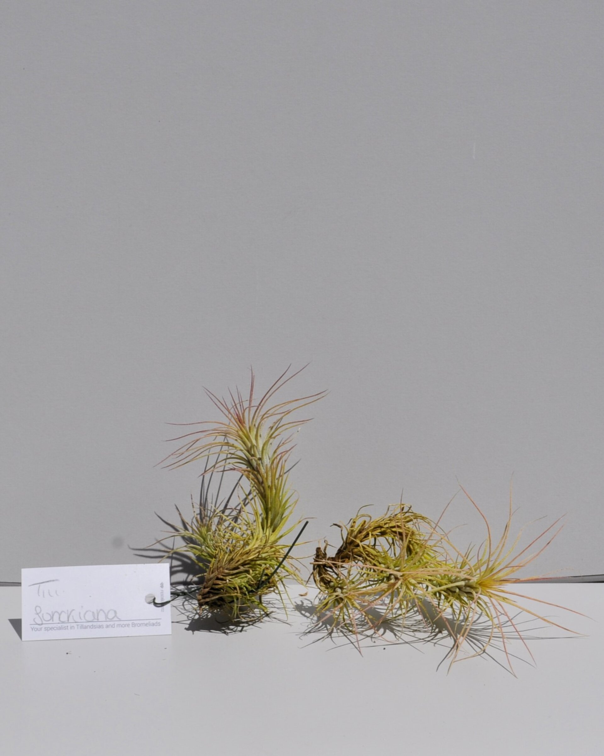 Tillandsia funckiana - 6
