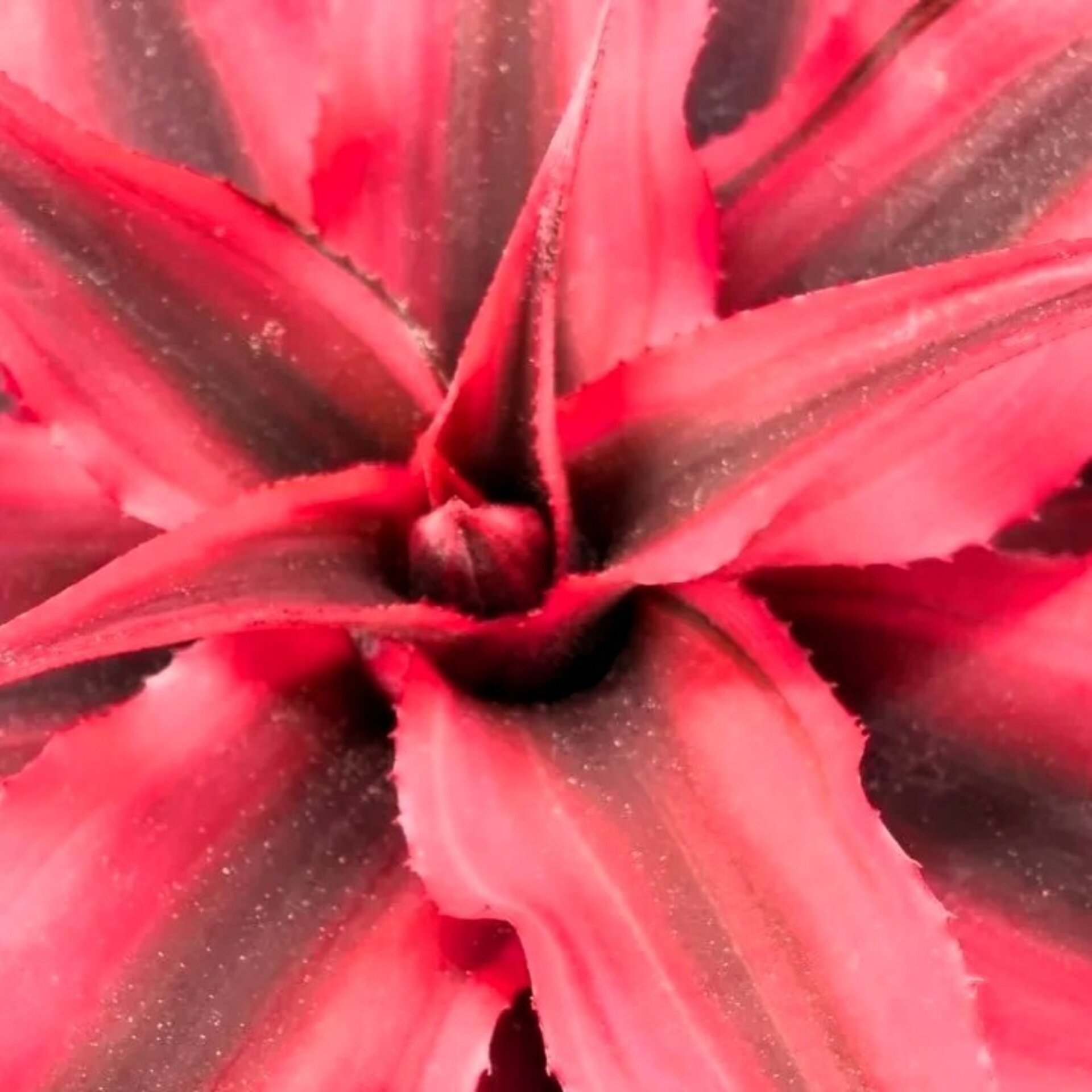 Cryptanthus ‘Rubra’ (estrella de tierra roja) - 2