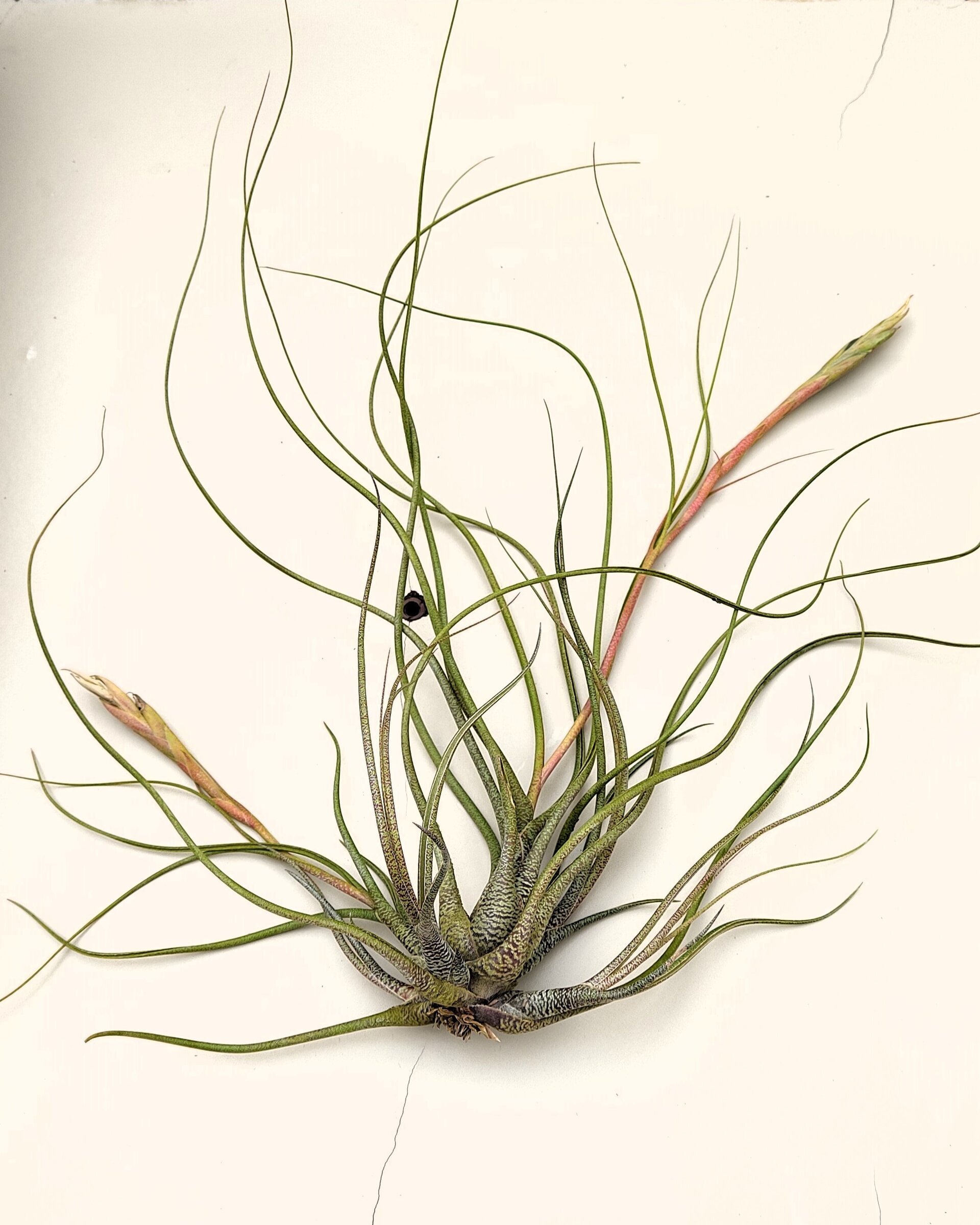 Tillandsia butzii "clump" (mata) - 3