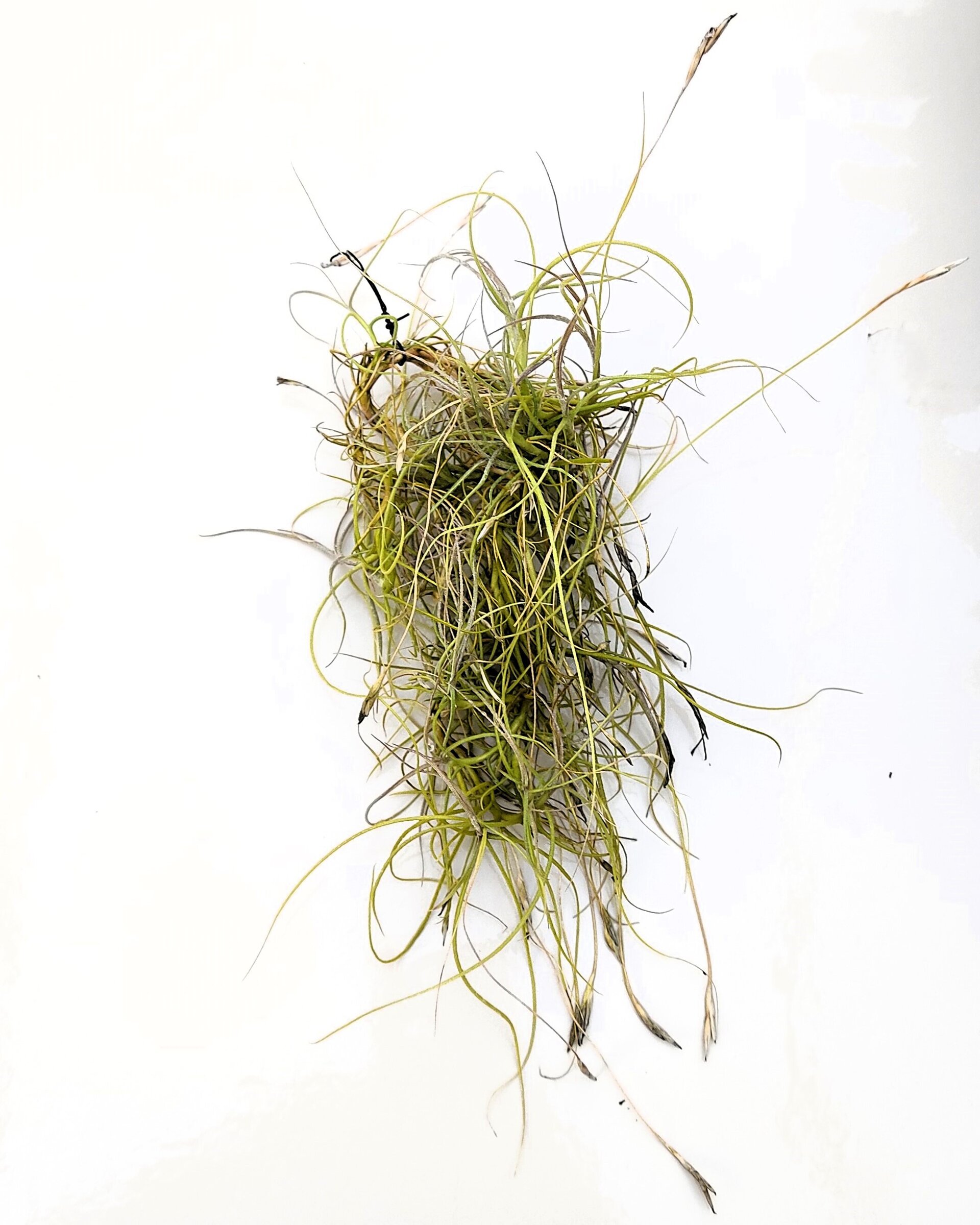 Tillandsia mallemontii - 3