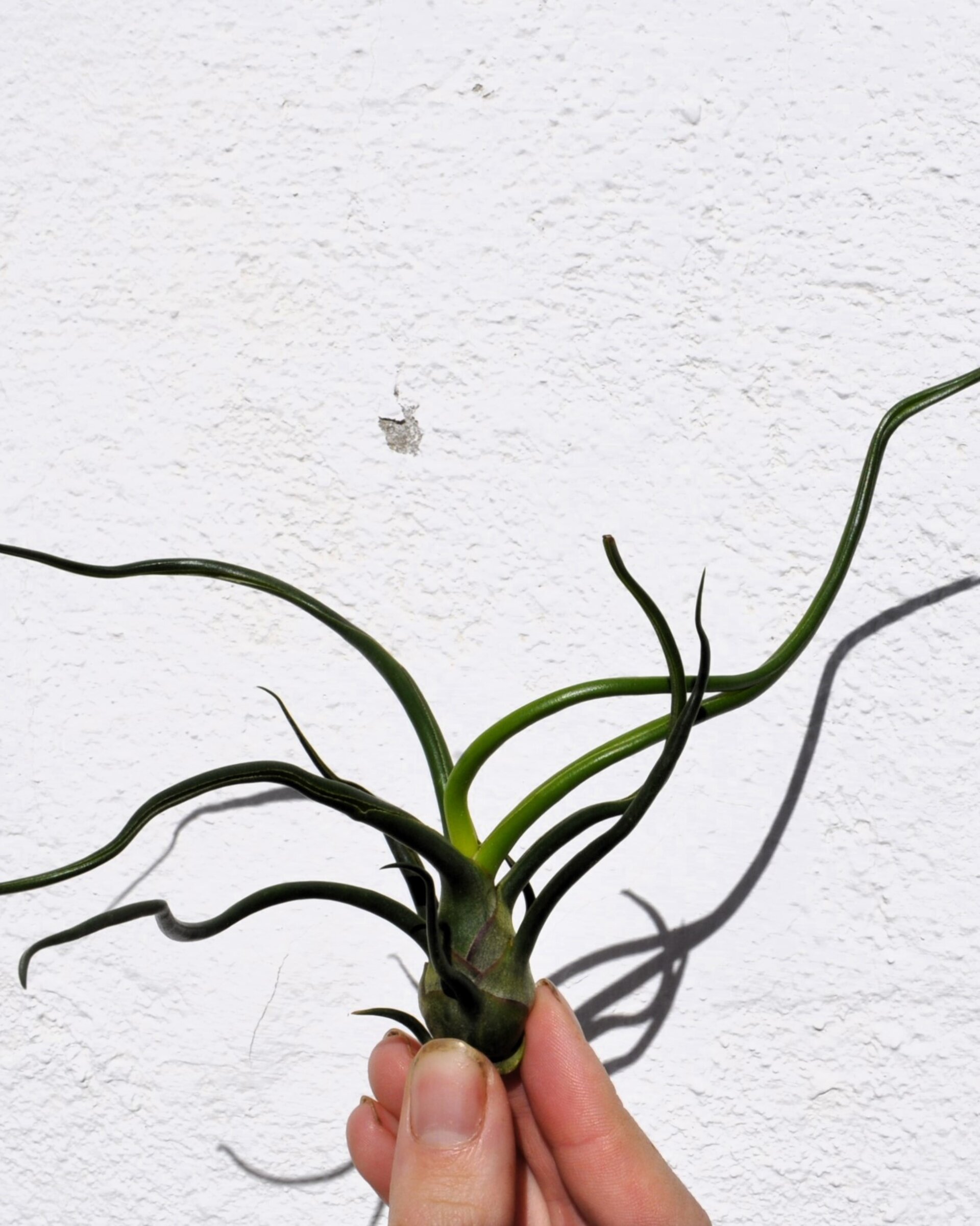 Tillandsia bulbosa - 2