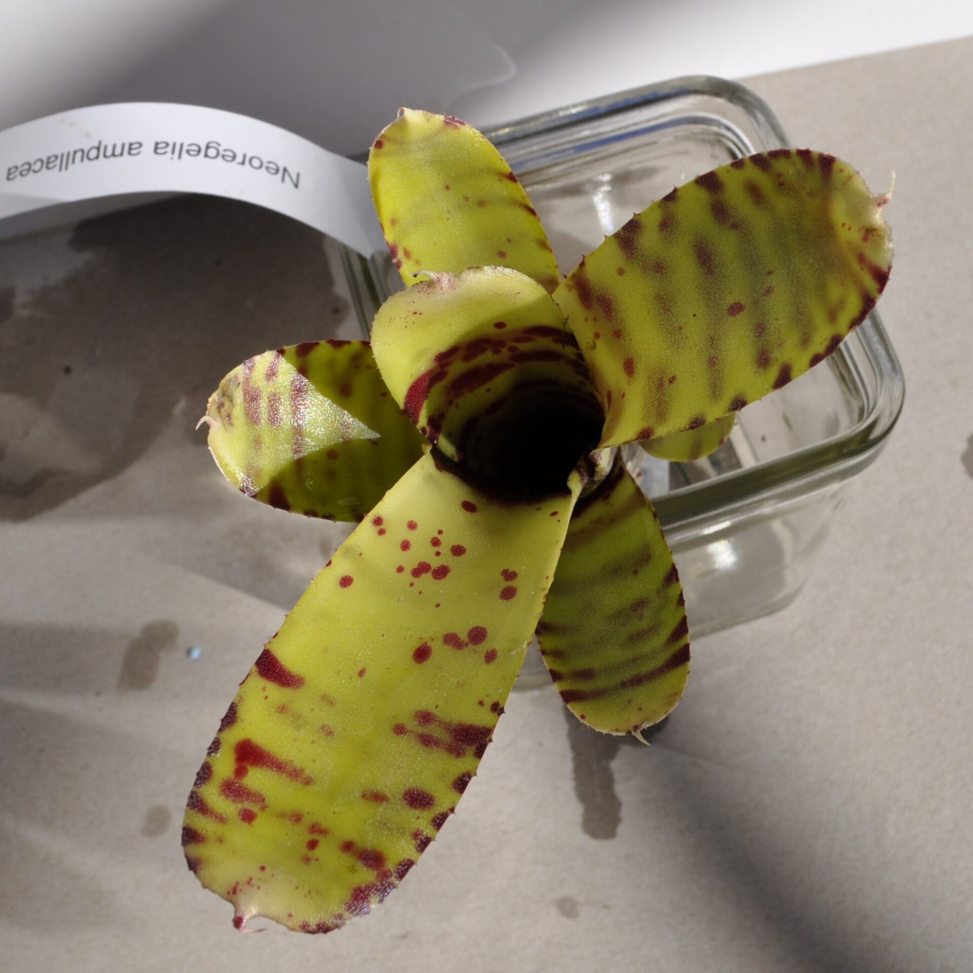 Neoregelia ampullacea var. tigrina - 2