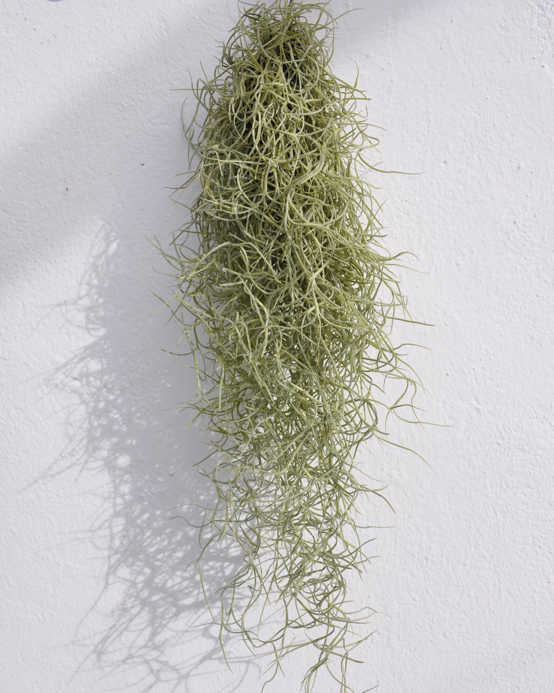 Tillandsia usneoides (standard) - 2