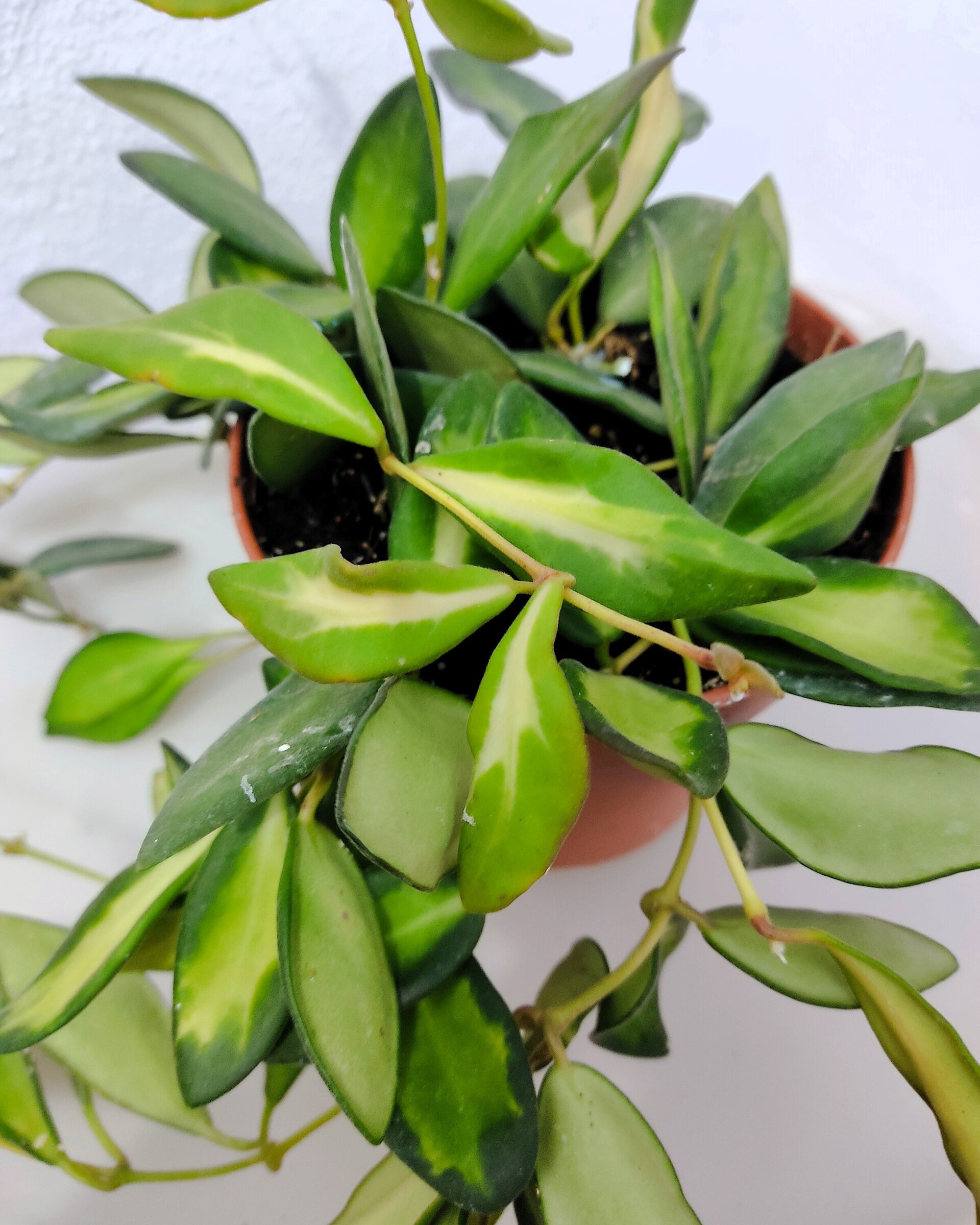 Hoya carnosa 'Tricolor' (grande) - 3