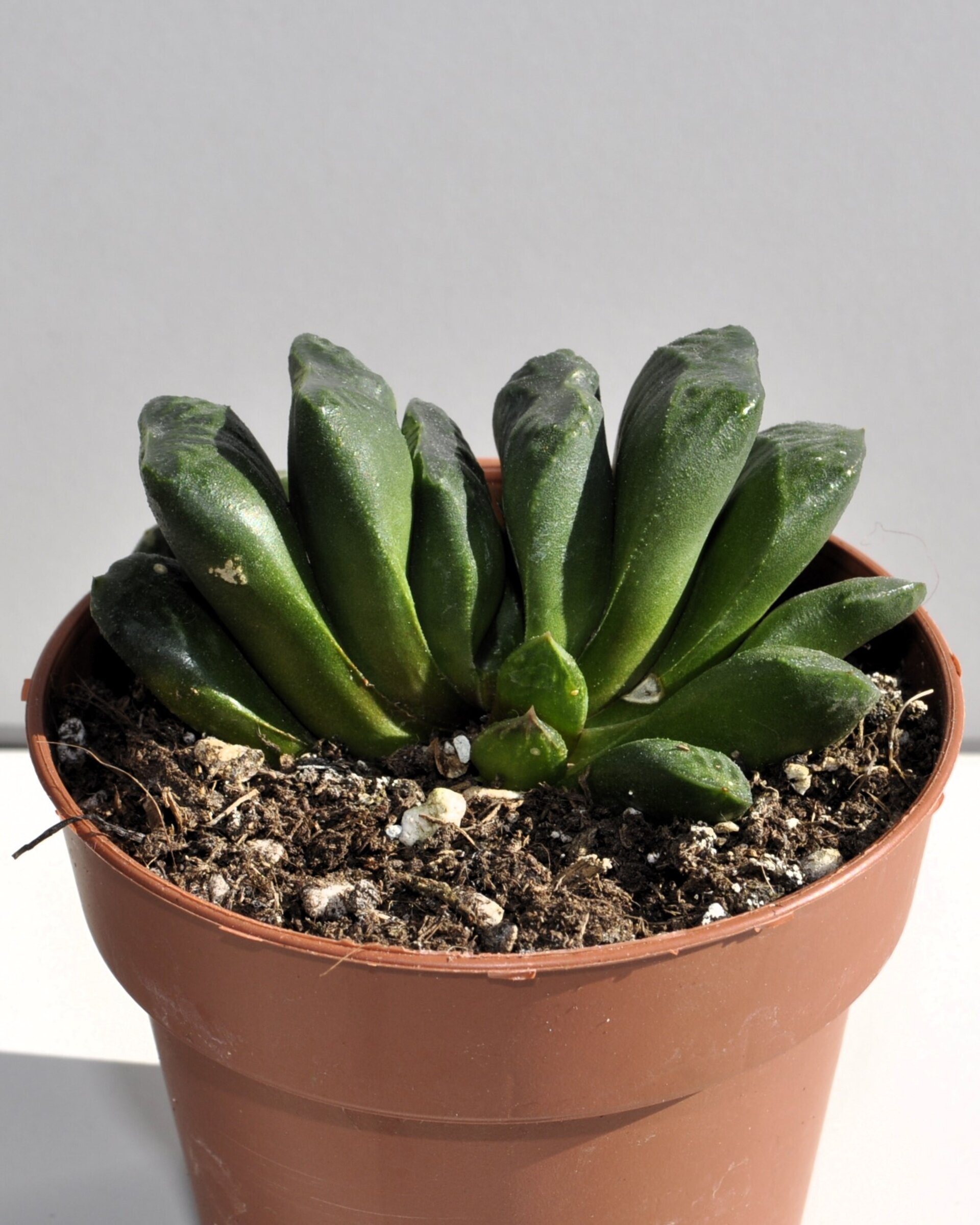 Haworthia truncata - 2