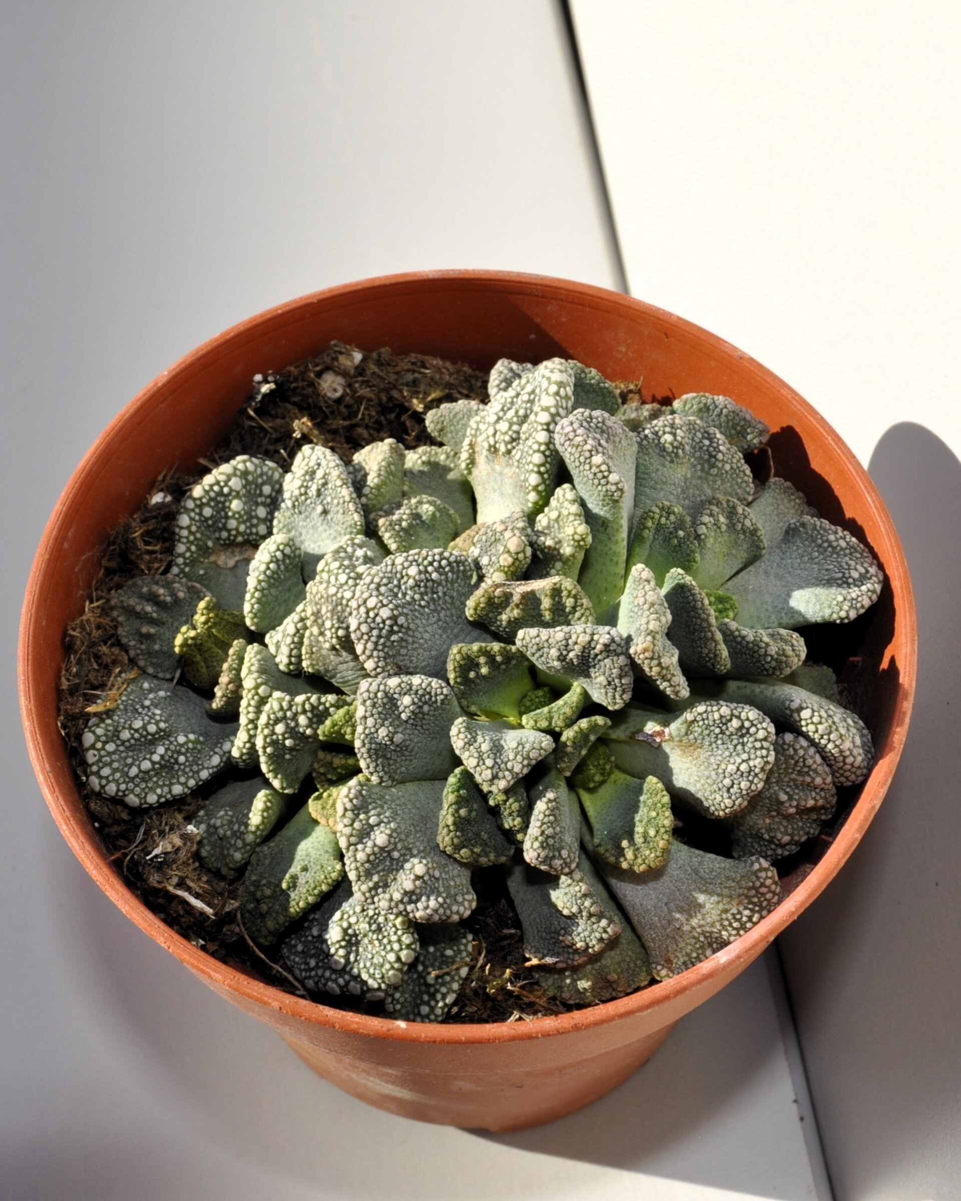 Titanopsis calcarea M8.5 (hoja de cemento [mediana]) - 10