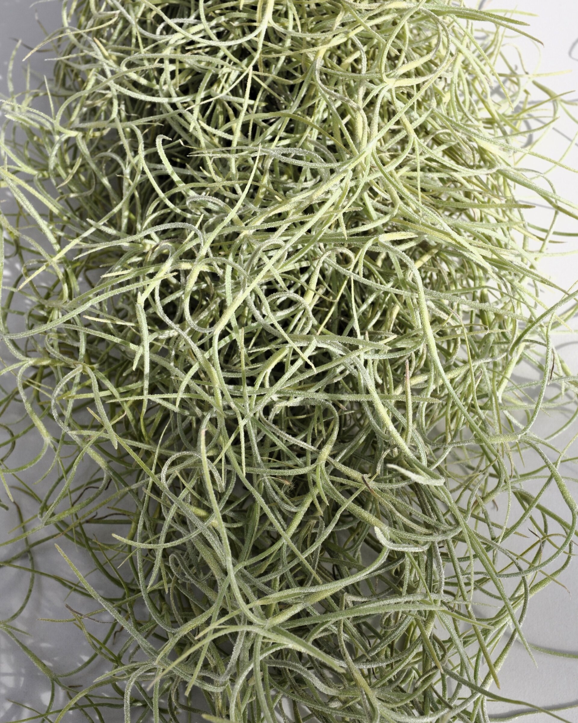 Tillandsia usneoides (standard) - 4