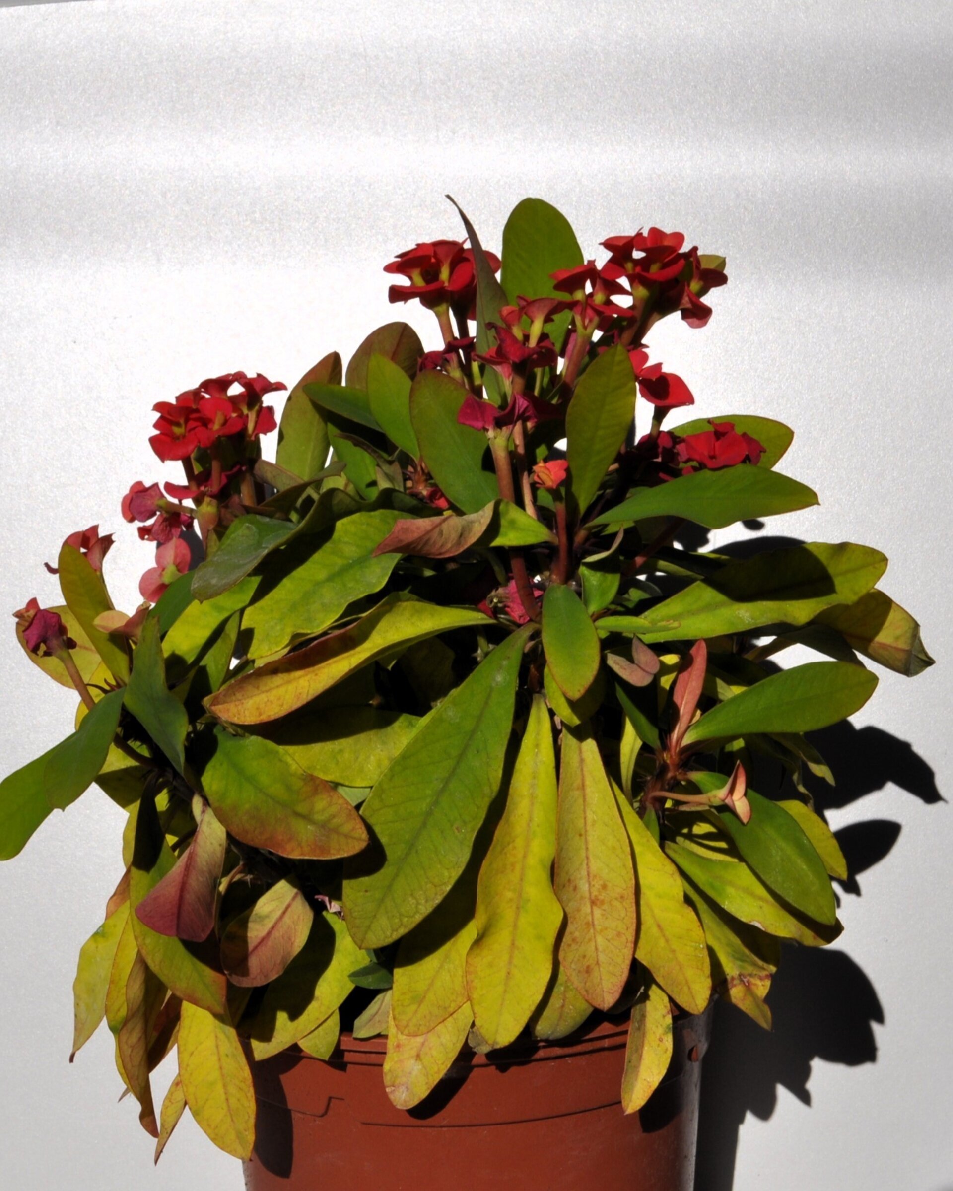 Euphorbia milii (corona de Cristo) - 4