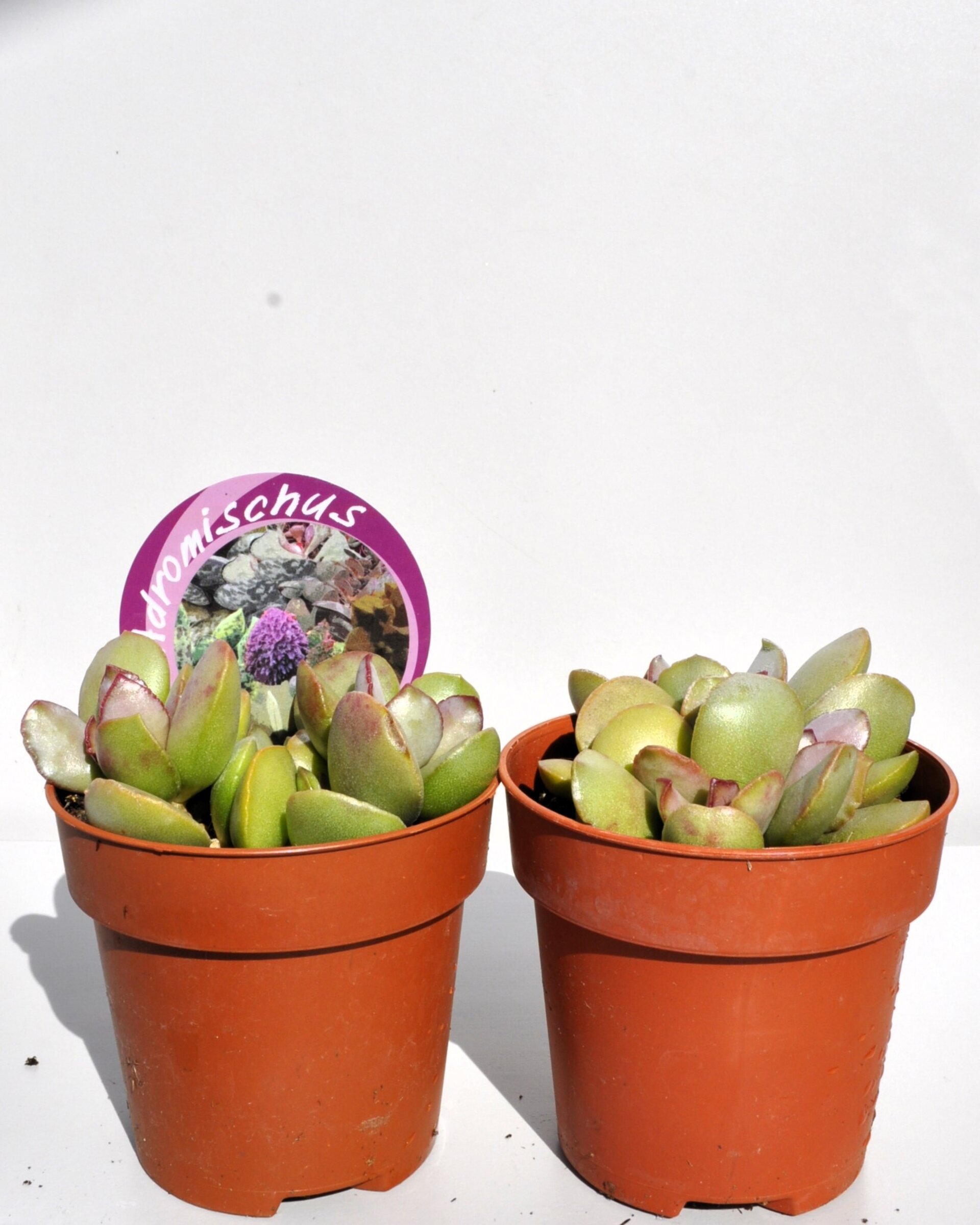 Adromischus cf. liebenbergii - 2