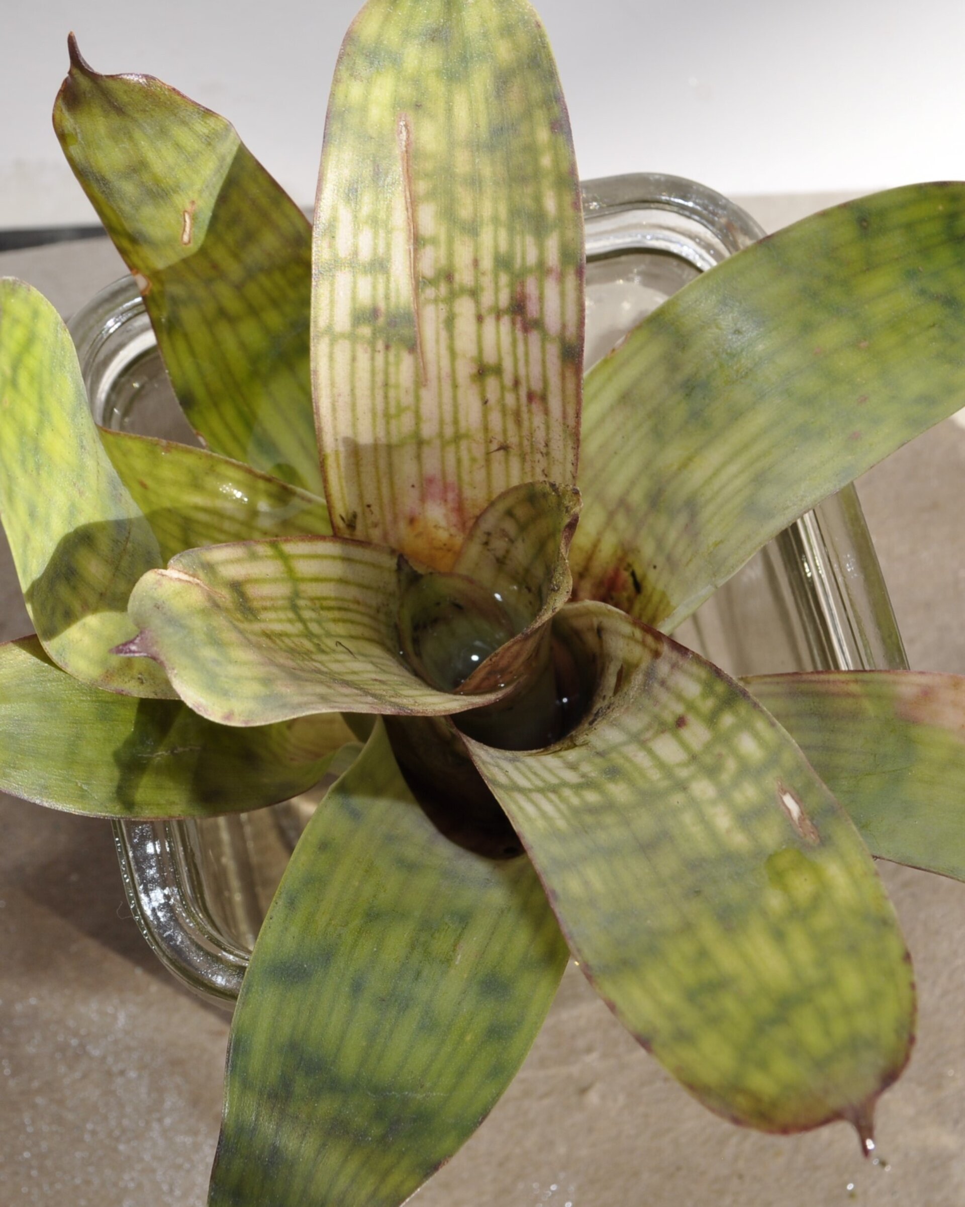 Vriesea gigantea 'Nova' [mini] - 6