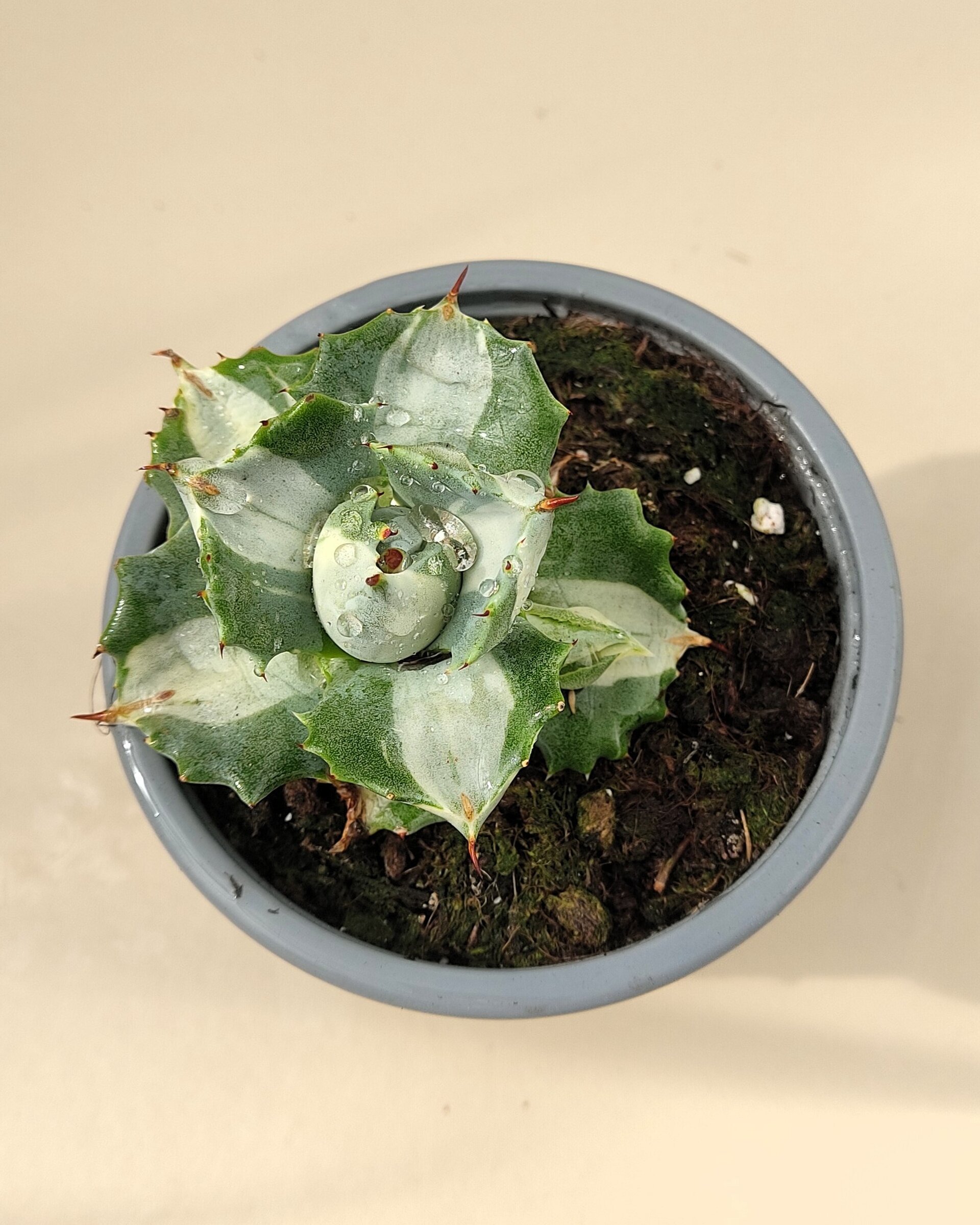 Agave isthmensis 'Ohi Raijin' variegata - M8 ("Dios del Trueno") - 4