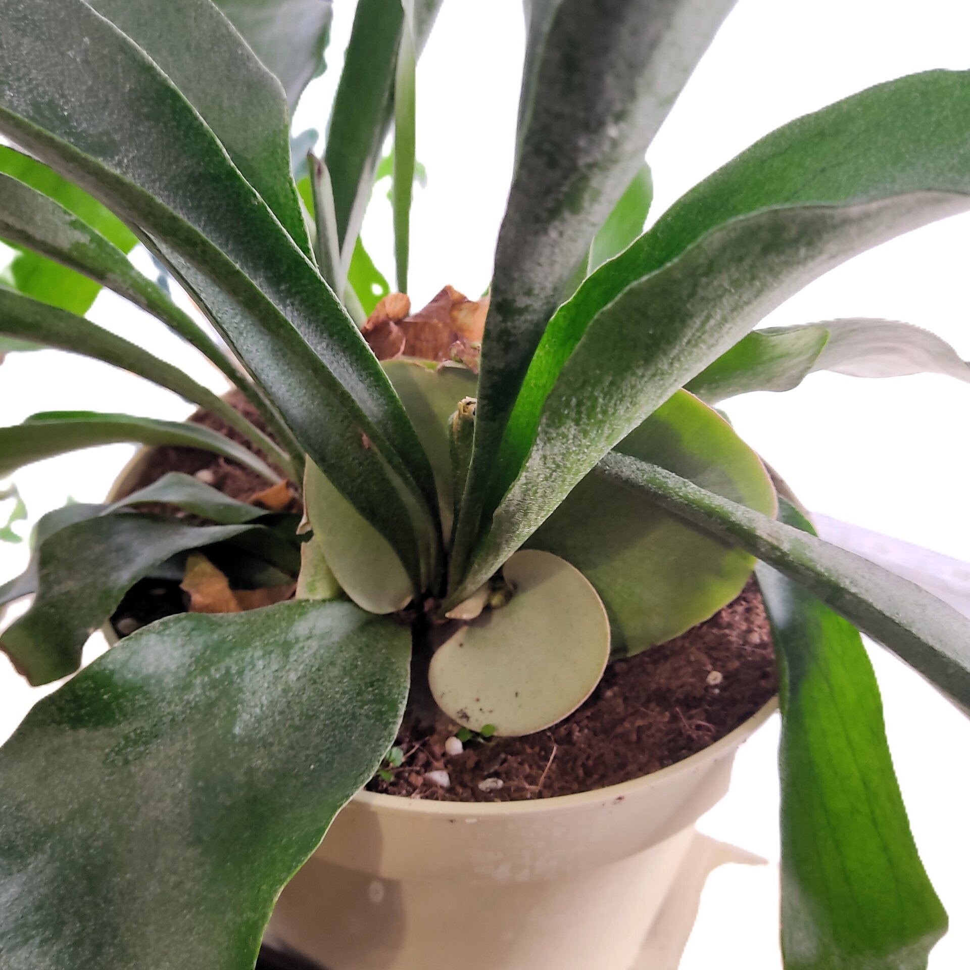 Platycerium bifurcatum (helecho cuerno de alce) XL - 1