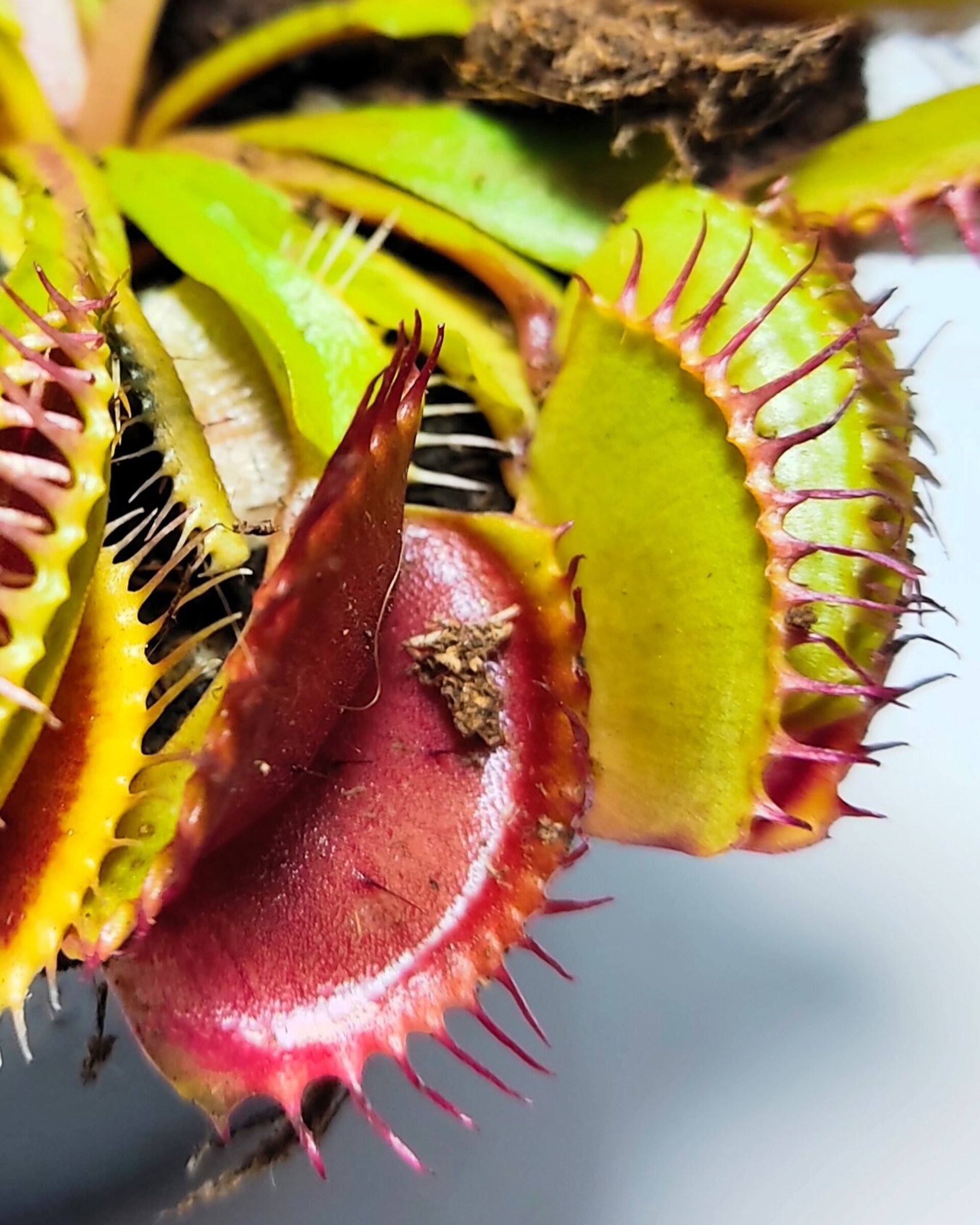 Dionaea muscipula (venus atrapamoscas) - 1