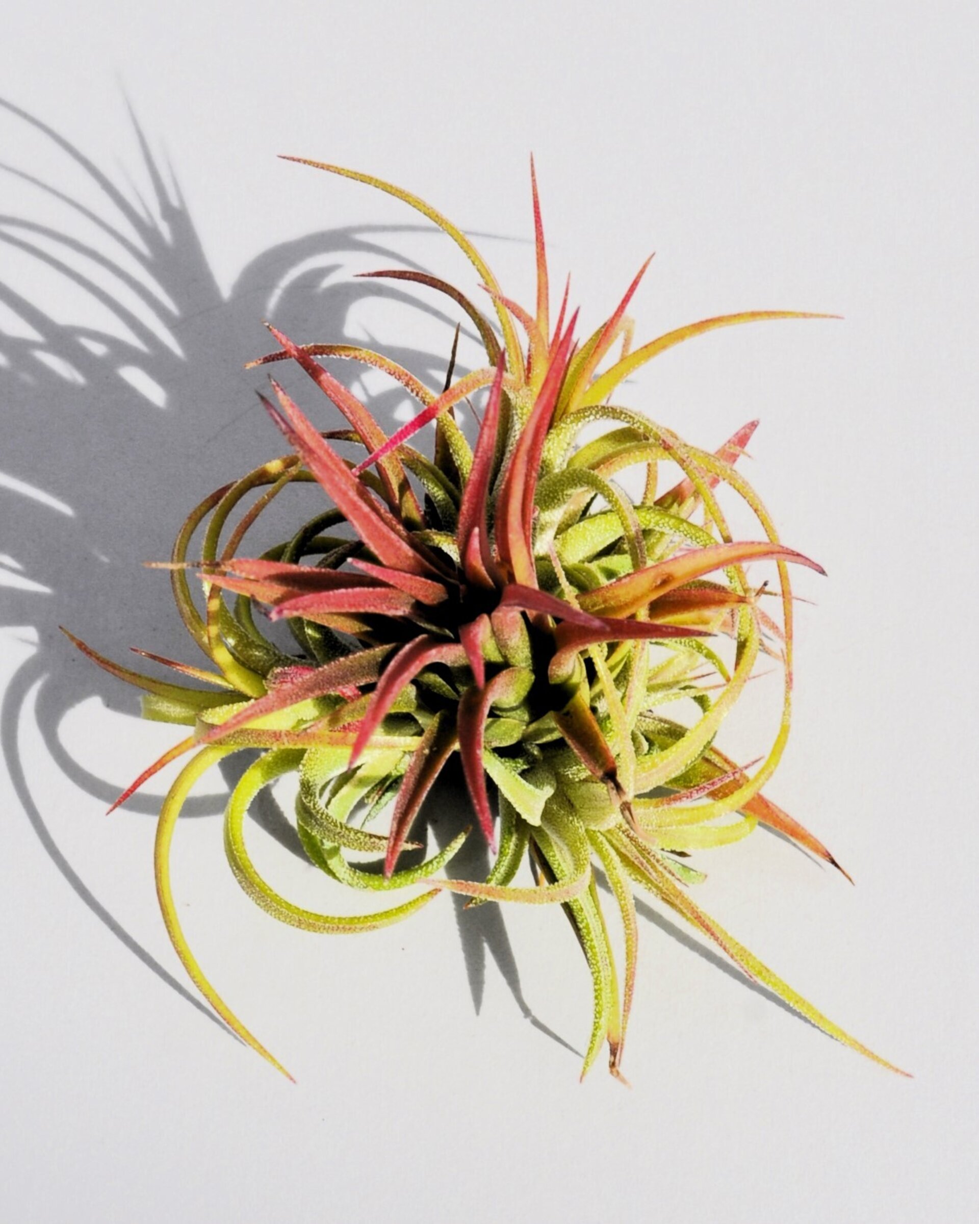 Tillandsia ionantha 'Fuego' - 5