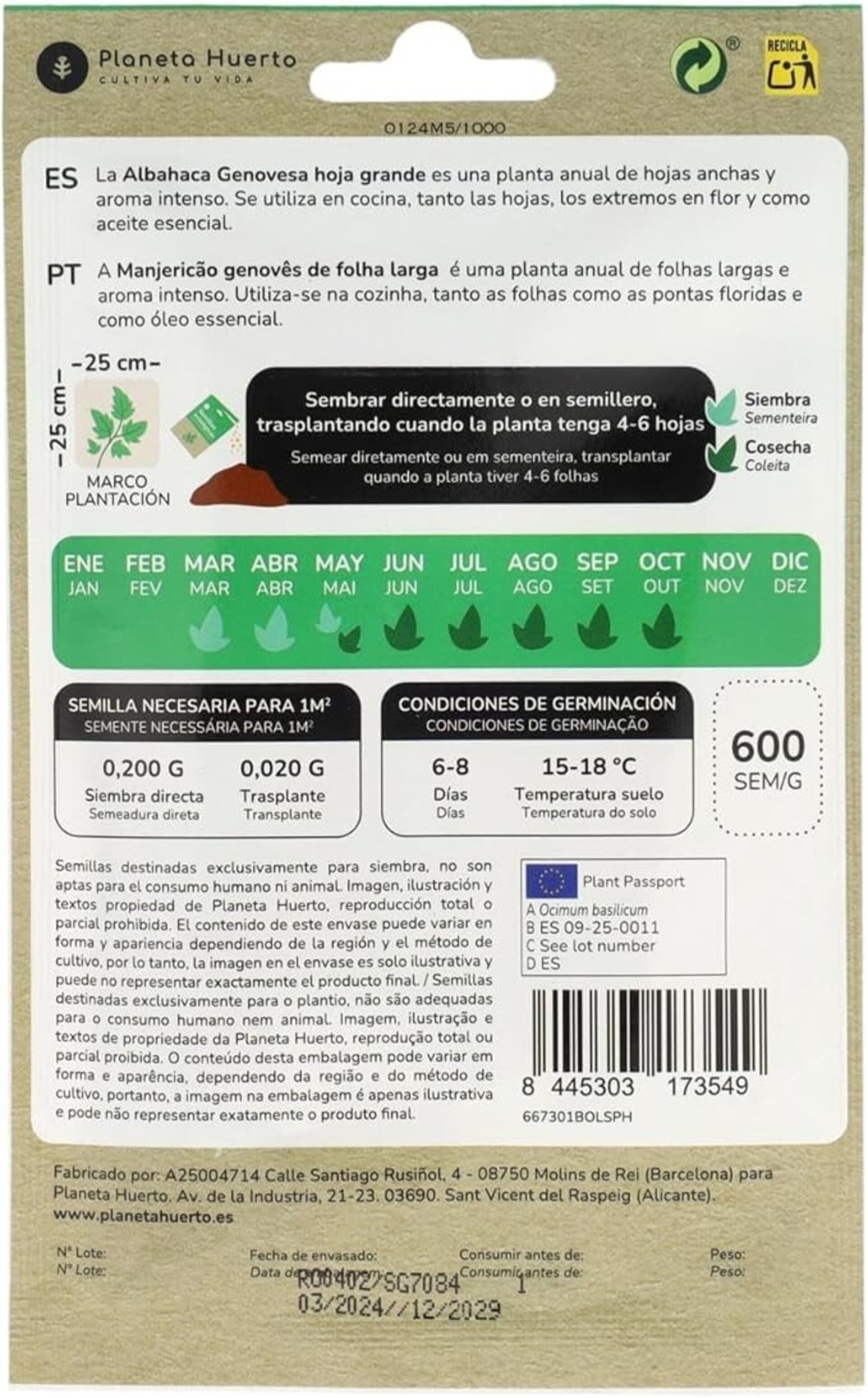 Ocimum basilicum 'Genovesa' (albahaca genovesa hoja grande) Semillas ecológicas - 3