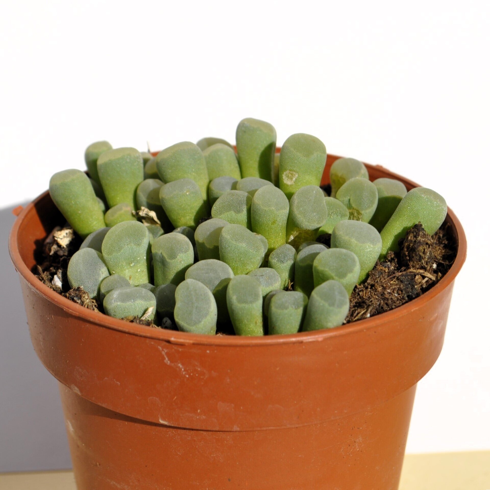 Frithia pulchra (planta ventana, fritia) - 3