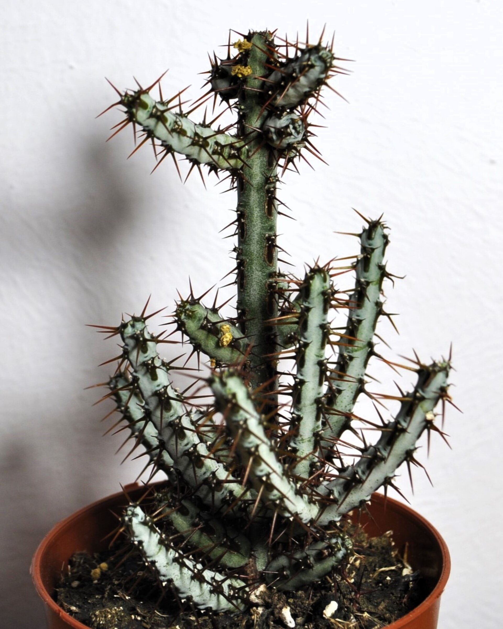 Euphorbia aeruginosa - 3