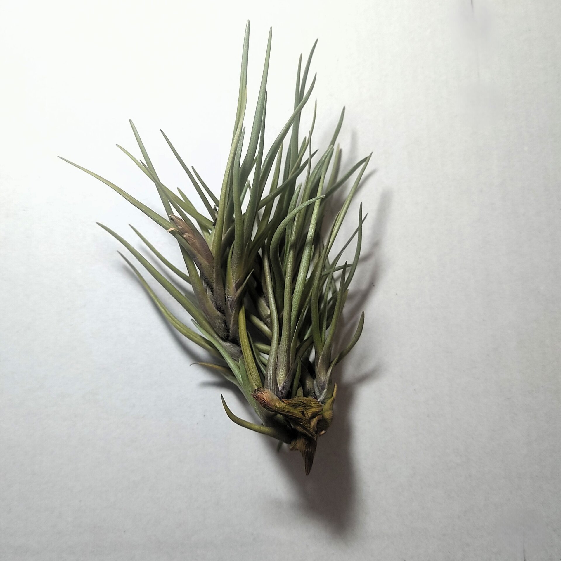 Tillandsia albertiana - 2