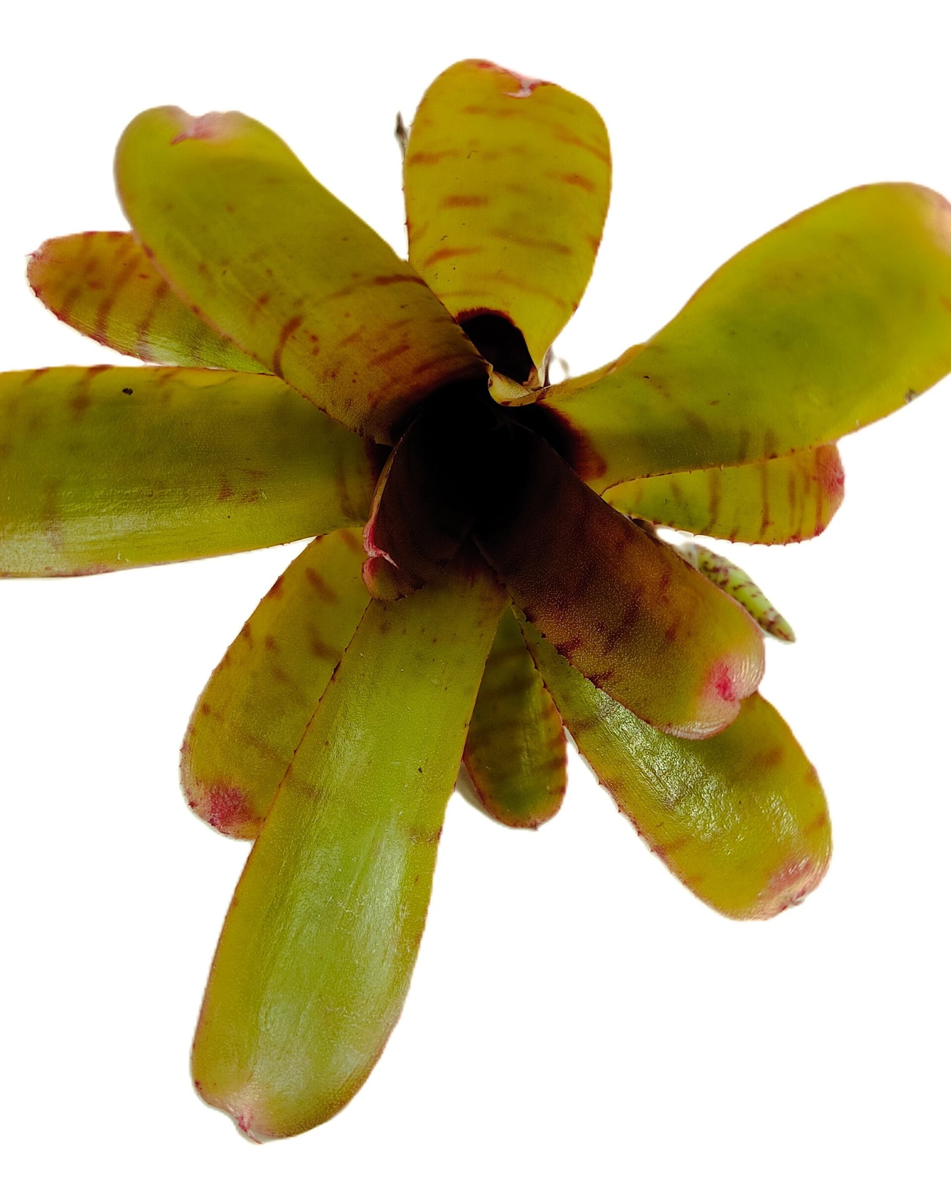 Neoregelia 'Thera' - 6