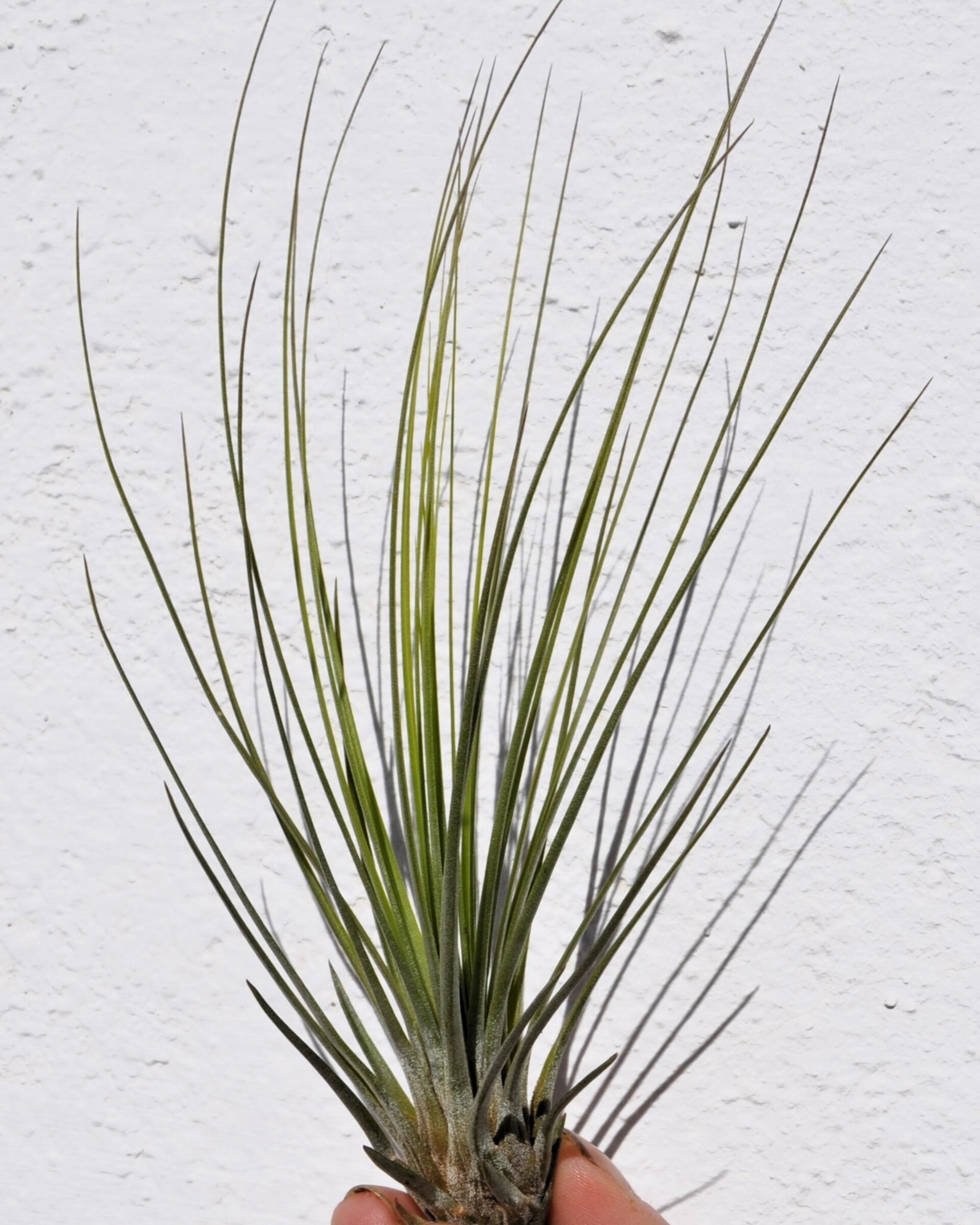 Tillandsia juncifolia - 3