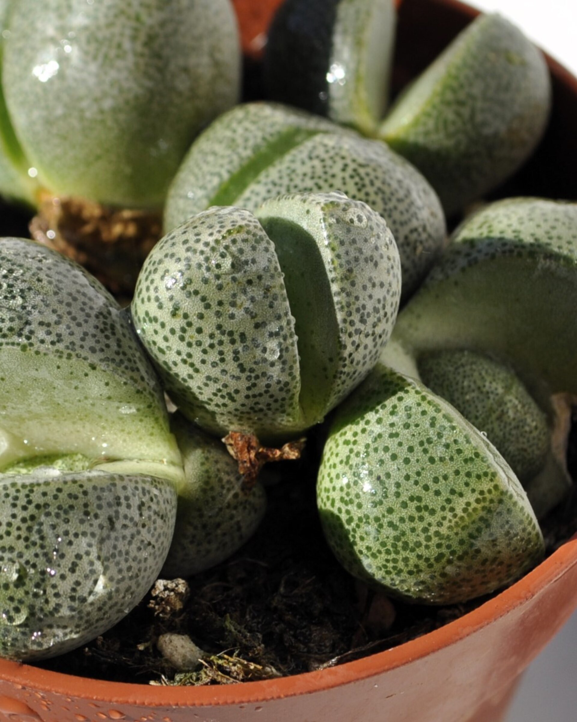 Pleiospilos nelii - 6