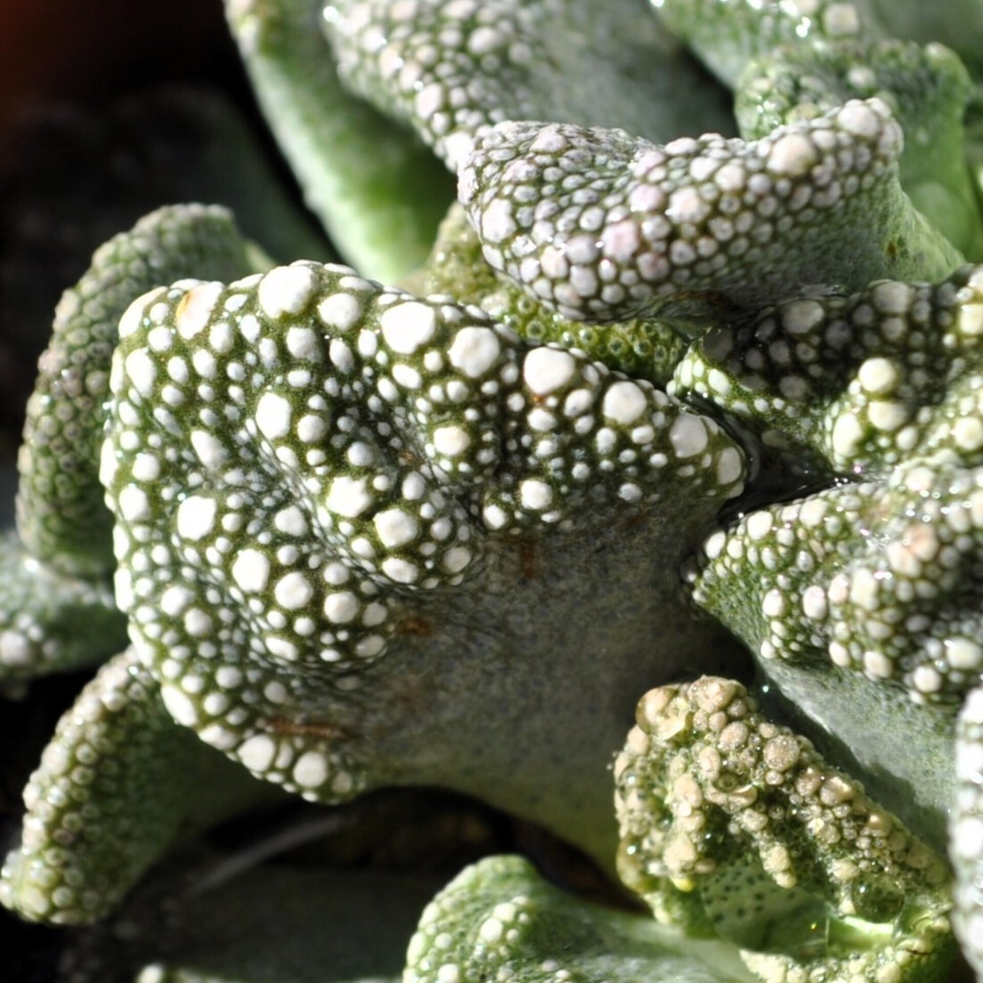 Titanopsis calcarea M8.5 (hoja de cemento [mediana]) - 1
