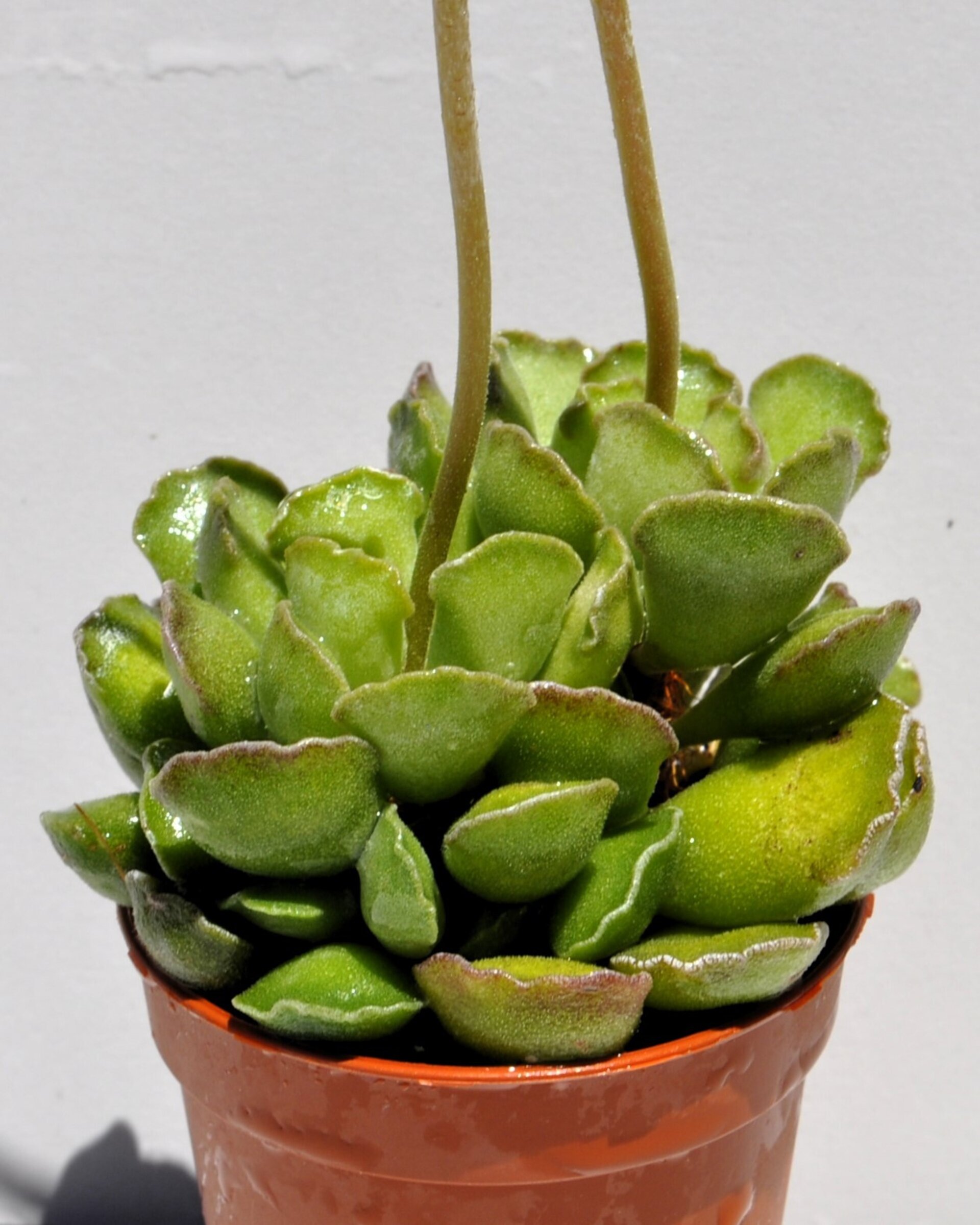 Adromischus cristatus - 2