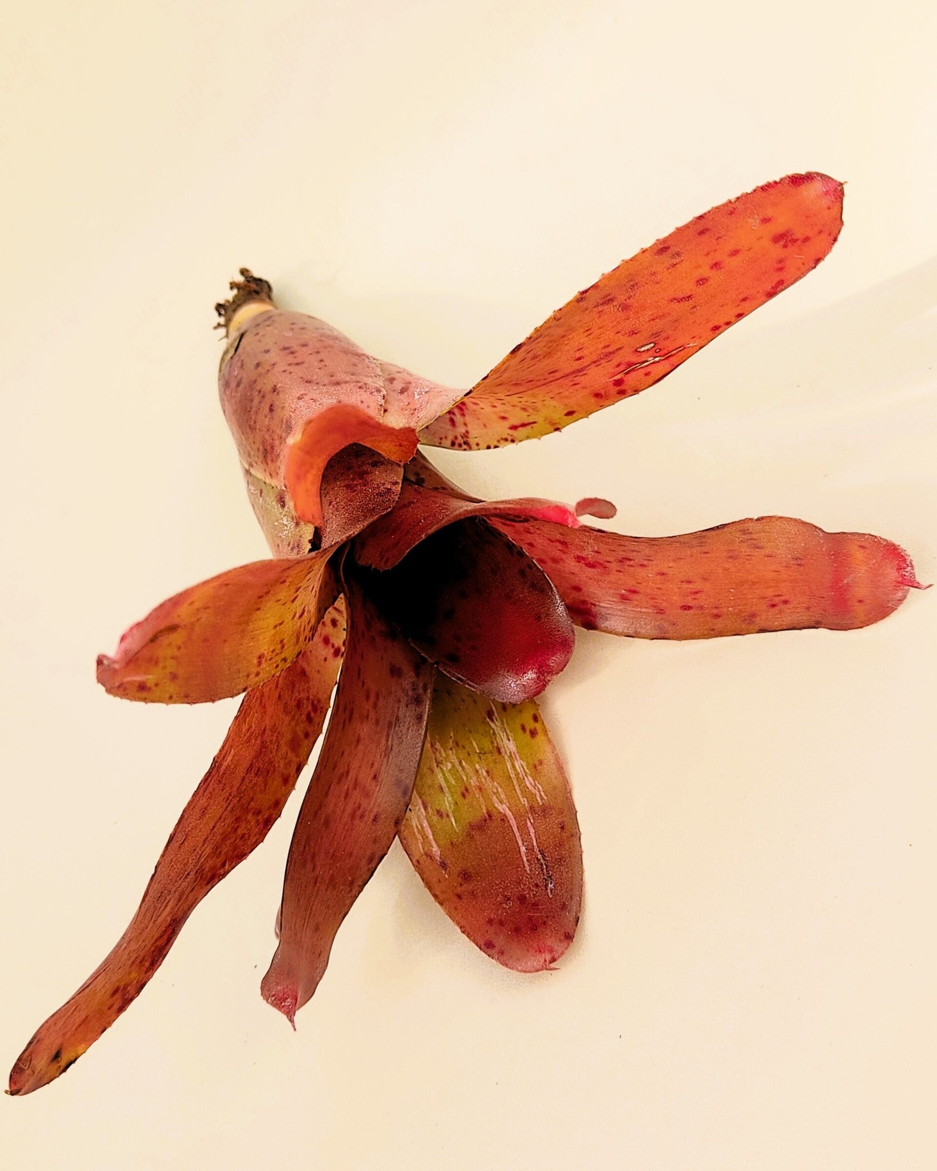 Neoregelia 'Iride' - 6