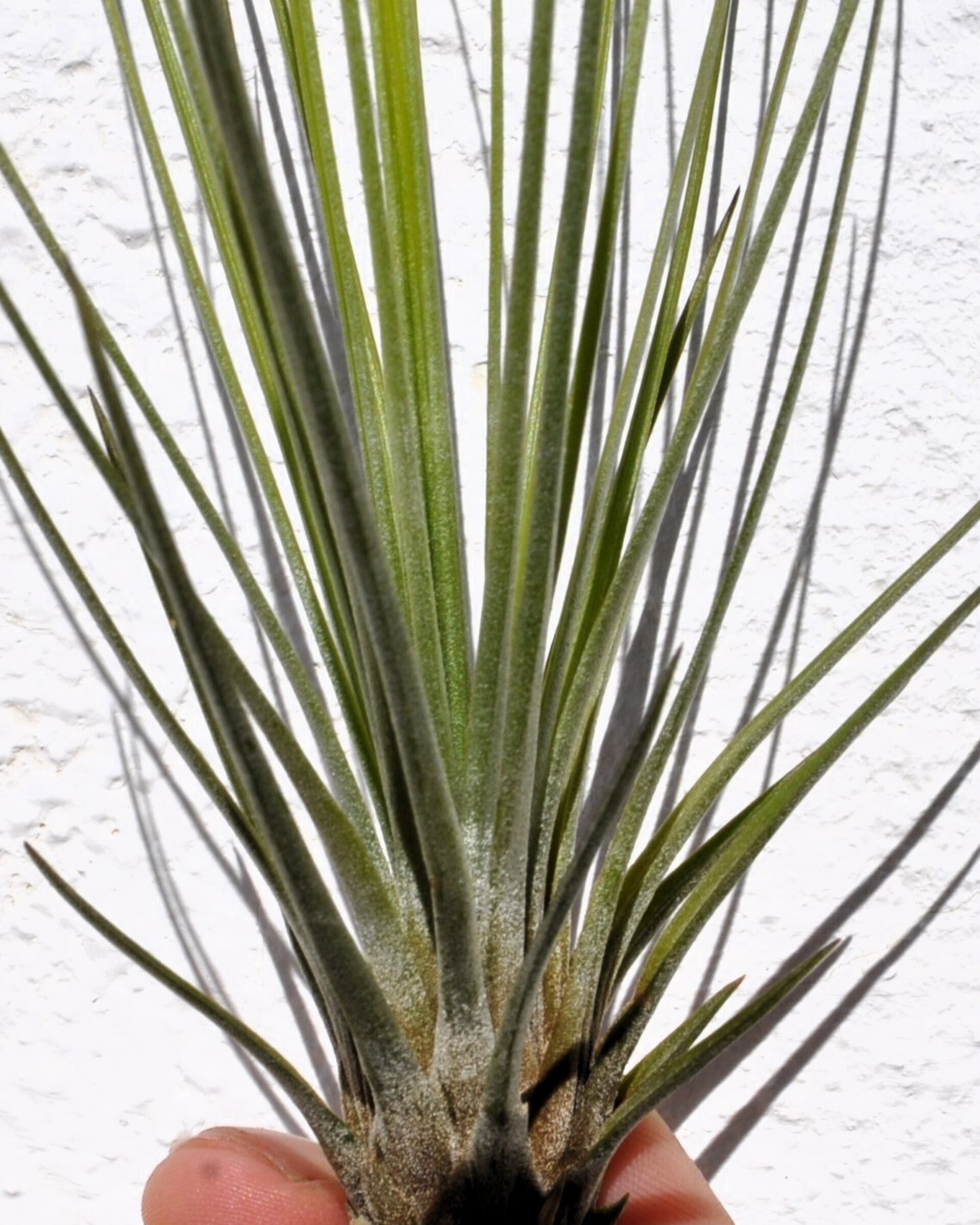 Tillandsia juncifolia - 5