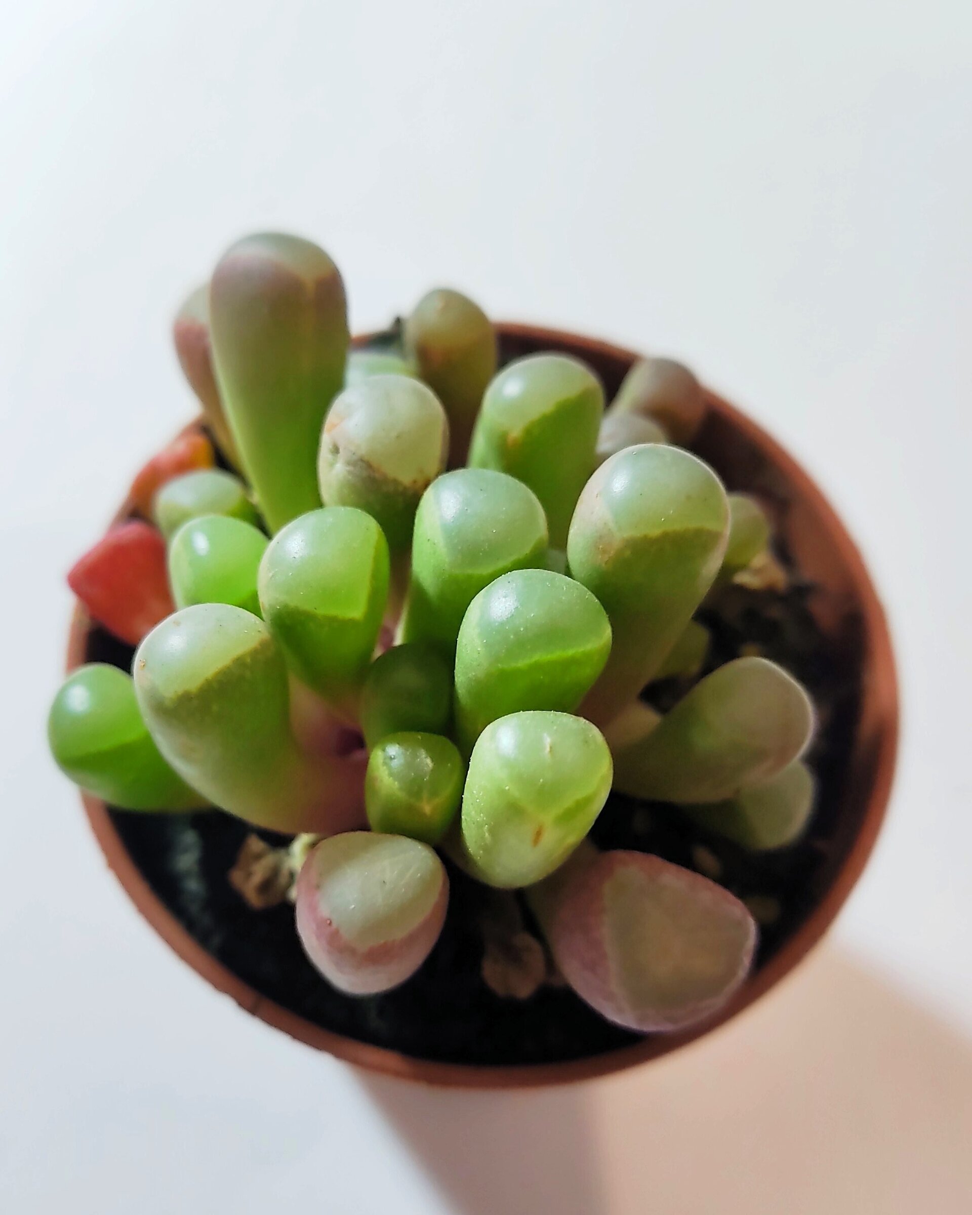 Fenestraria rhopalophylla subsp. rhopalophylla M5.5 (planta ventana [pequeña]) - 3