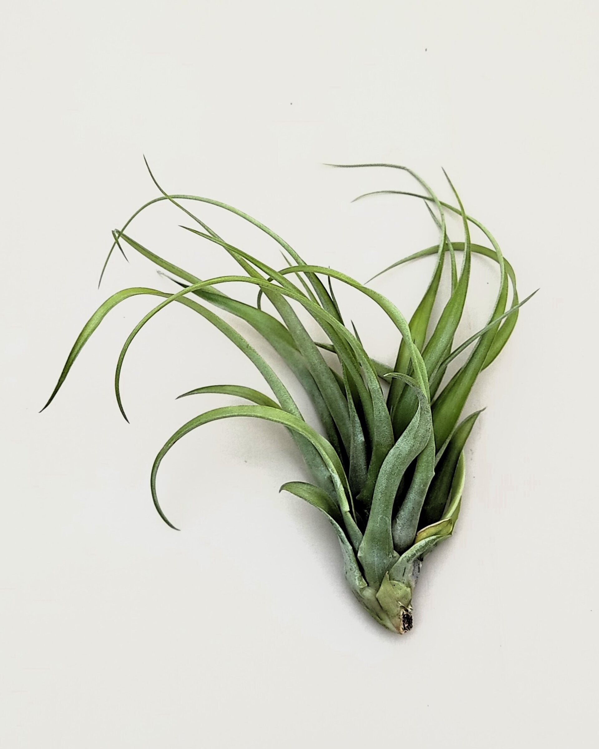 Tillandsia brachycaulos x flabellata - 2