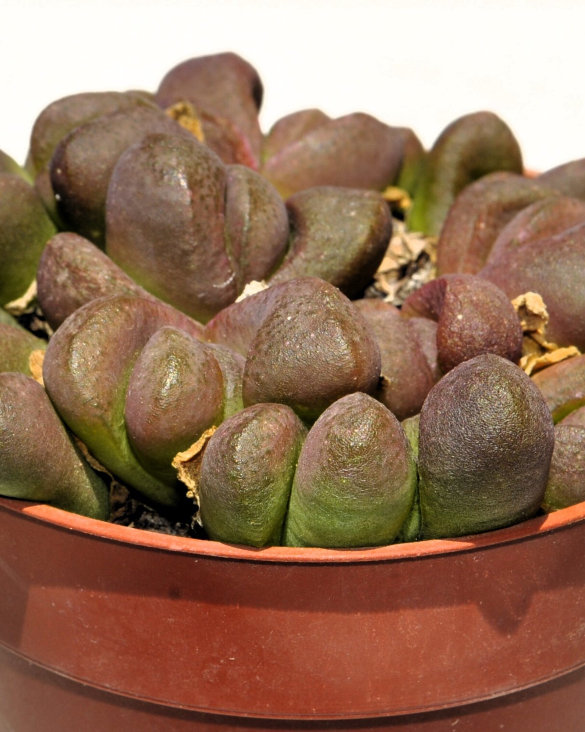 Glottiphyllum pygmaeum M8.5 (lengua de gato) - 4