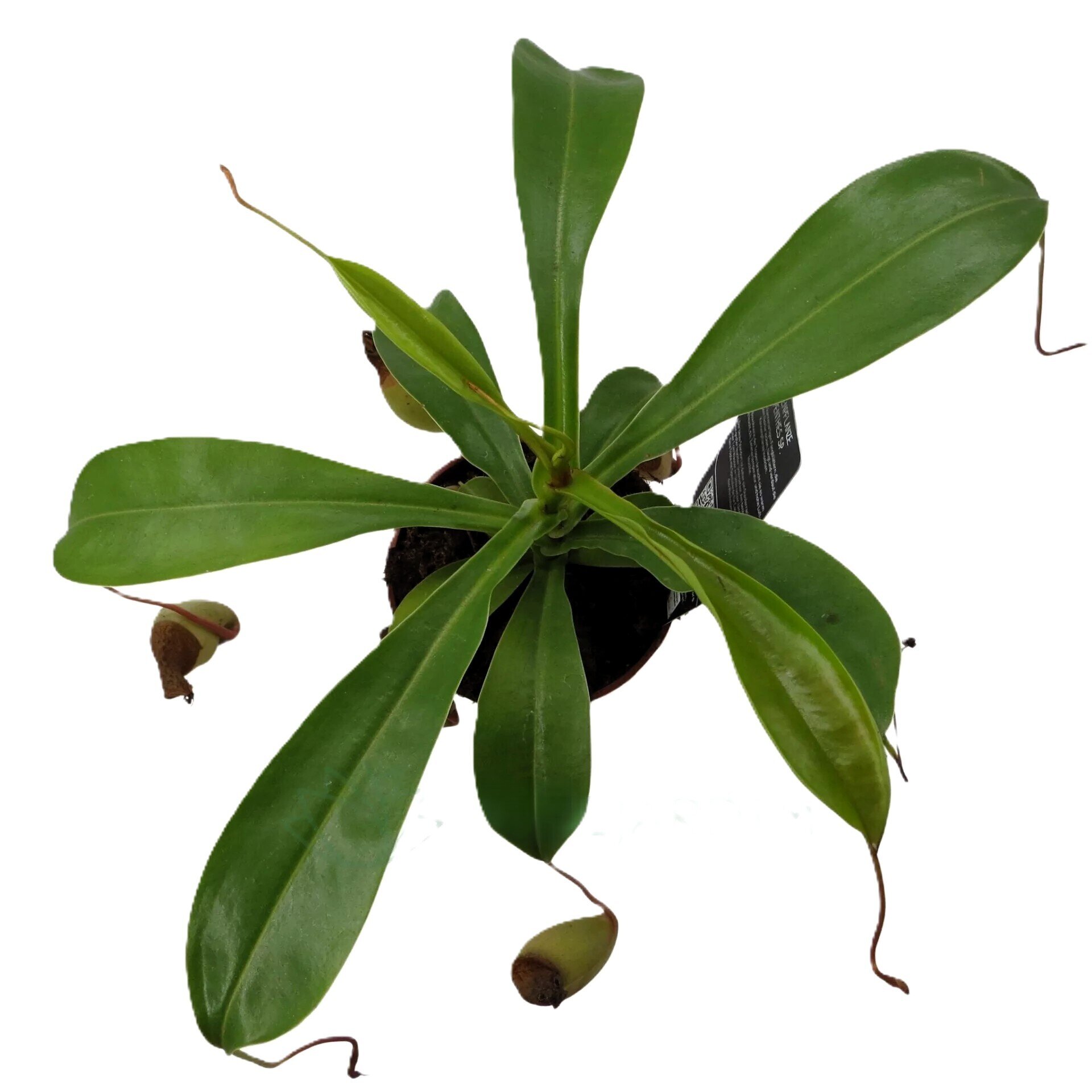 Planta carnívora Nepenthes sp. M10,5 (planta jarro, copa de mono) - 2