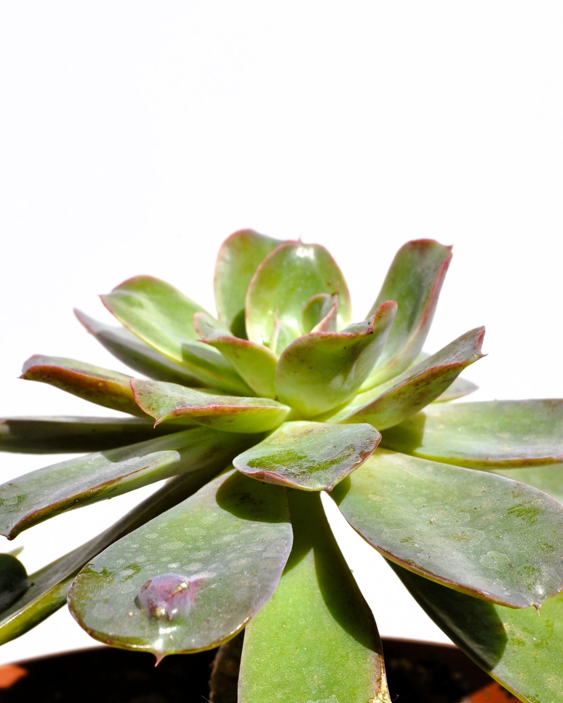 Echeveria ‘Raindrops’ (echeveria gotas de lluvia) - 3