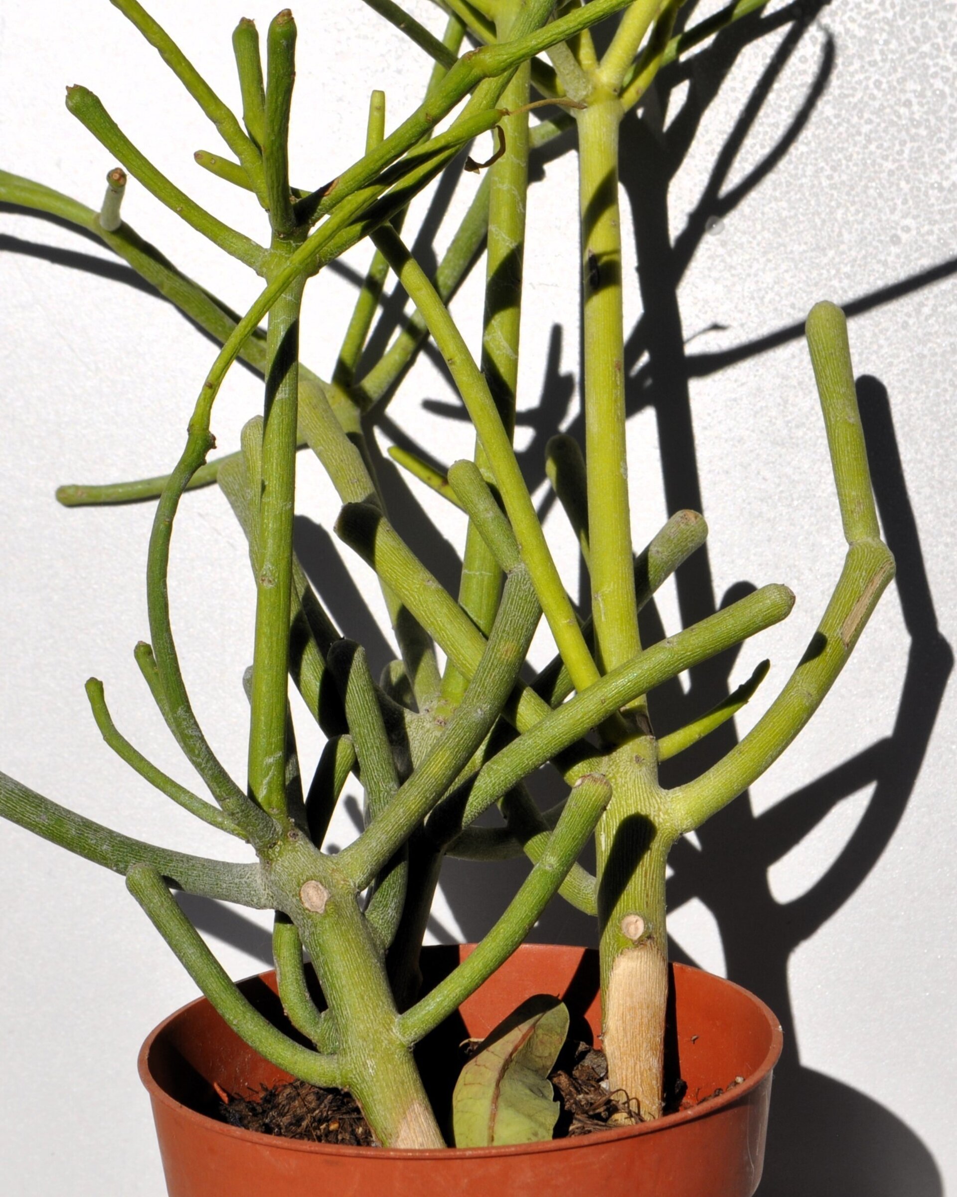 Euphorbia tirucalli (árbol de los dedos) - 3
